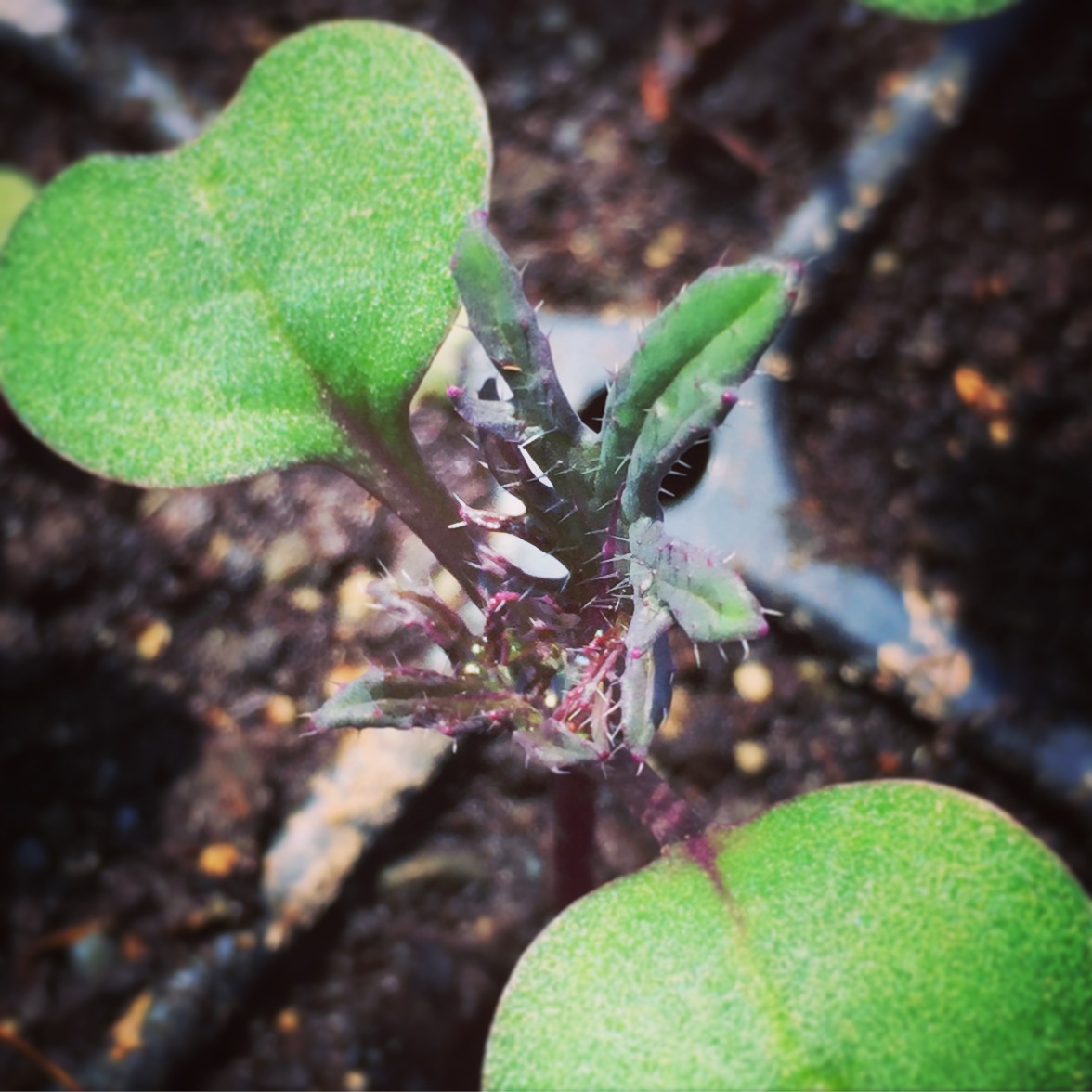  red russian kale 