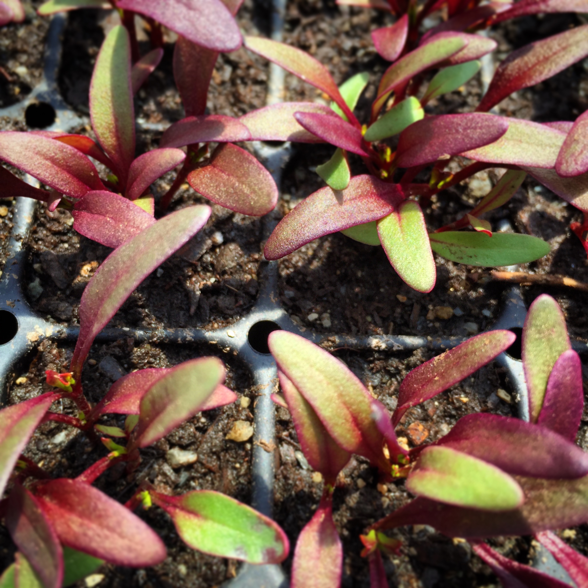  Red ace beets, everything is flourashing in the greenhouse! 