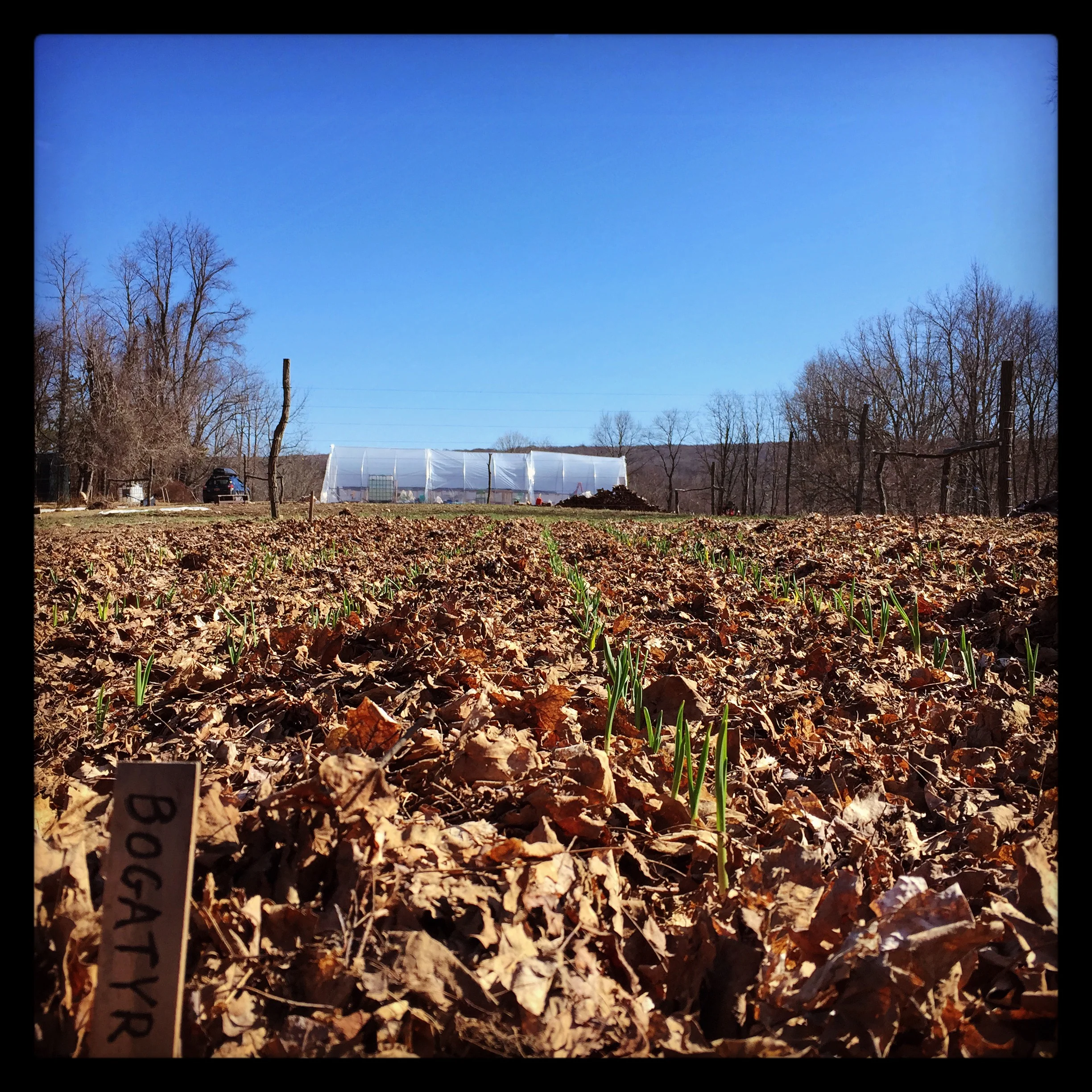 The garlic is up! Bogatyr is a hardneck full-flavored variety originating in Russia.