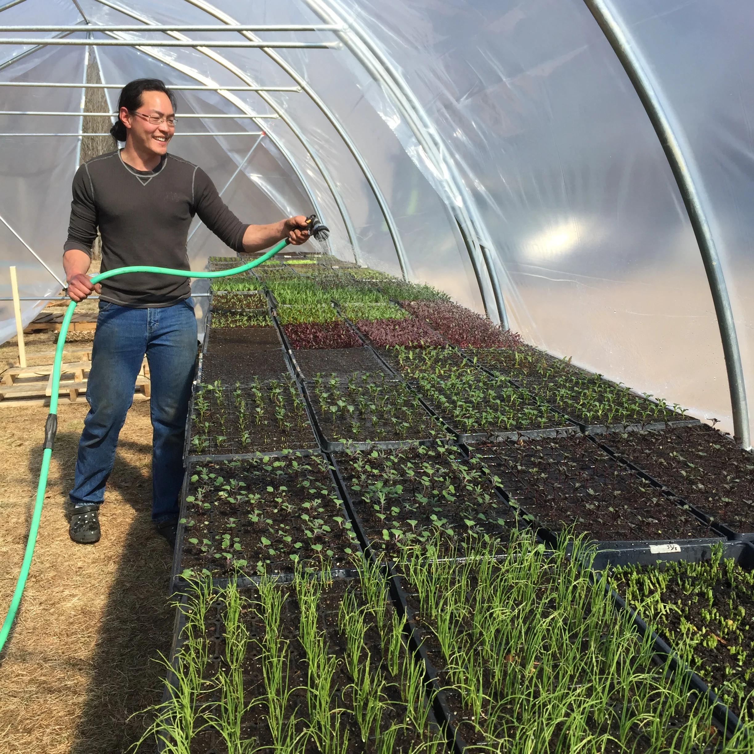watering in the greenhouse
