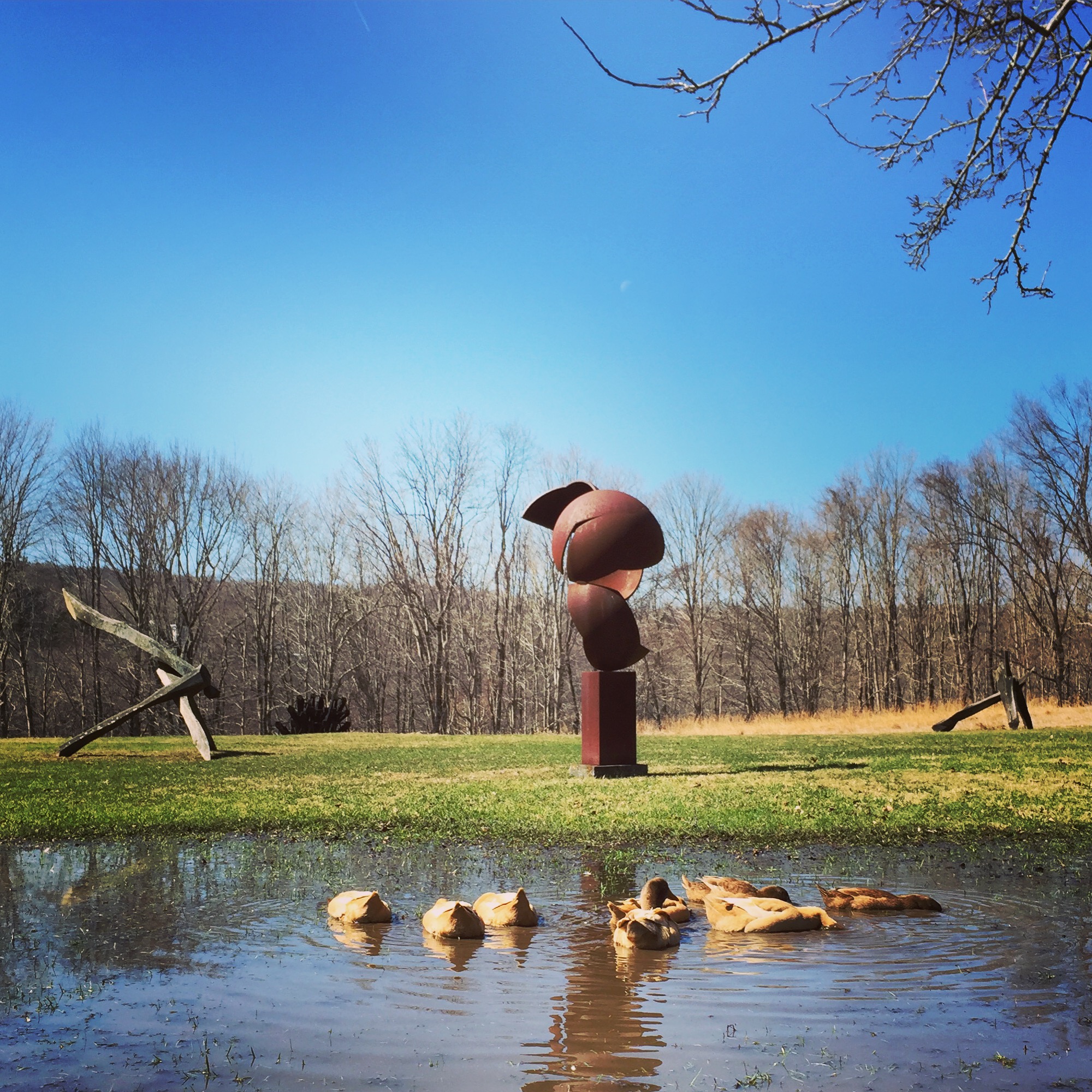  Our&nbsp;ducks have an appreciation for modern art! We&nbsp;were all wondering where they&nbsp;were wandering off to and found them in our neighbor's yard! 