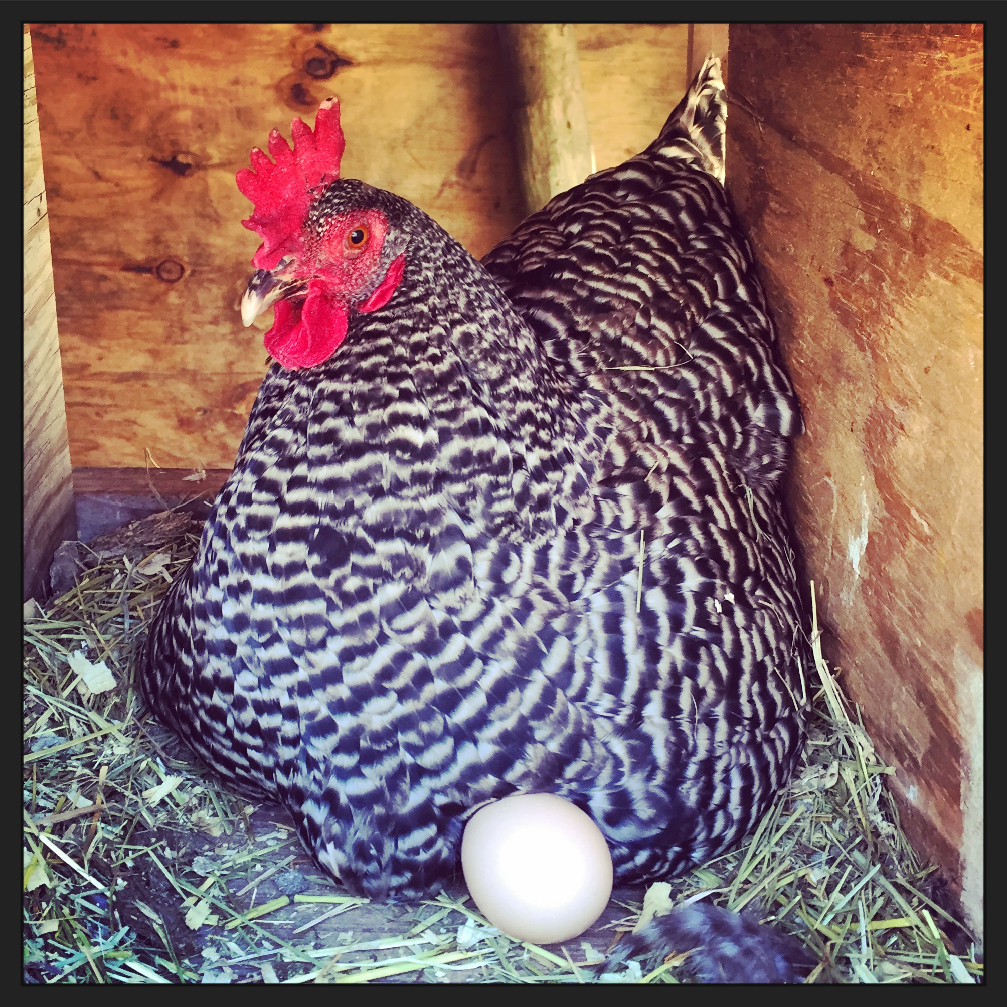 a Barred Rock chicken and an egg 
