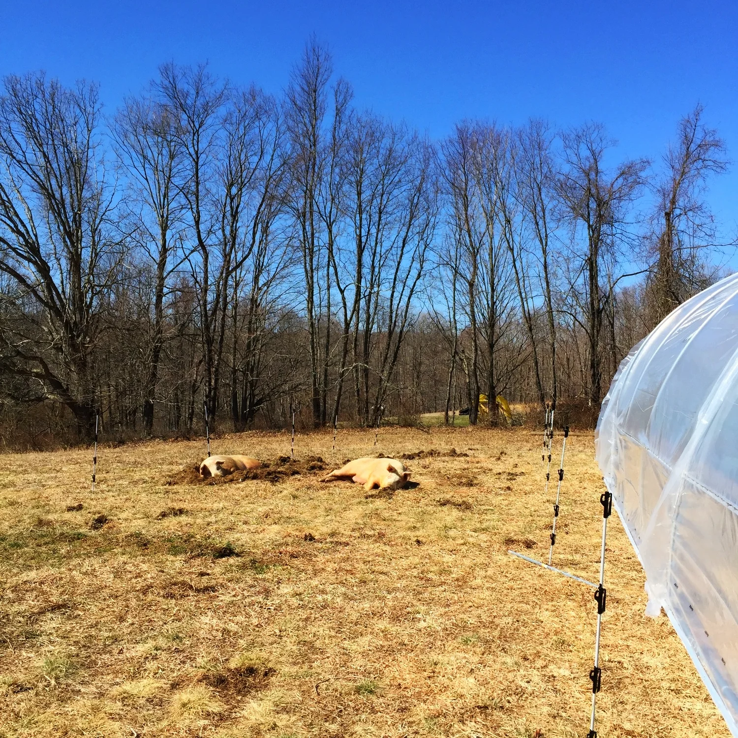 Happy lazy pigs! They are supposed to be working, by rooting the earth to prep the bed for more garden space, not relaxing!
