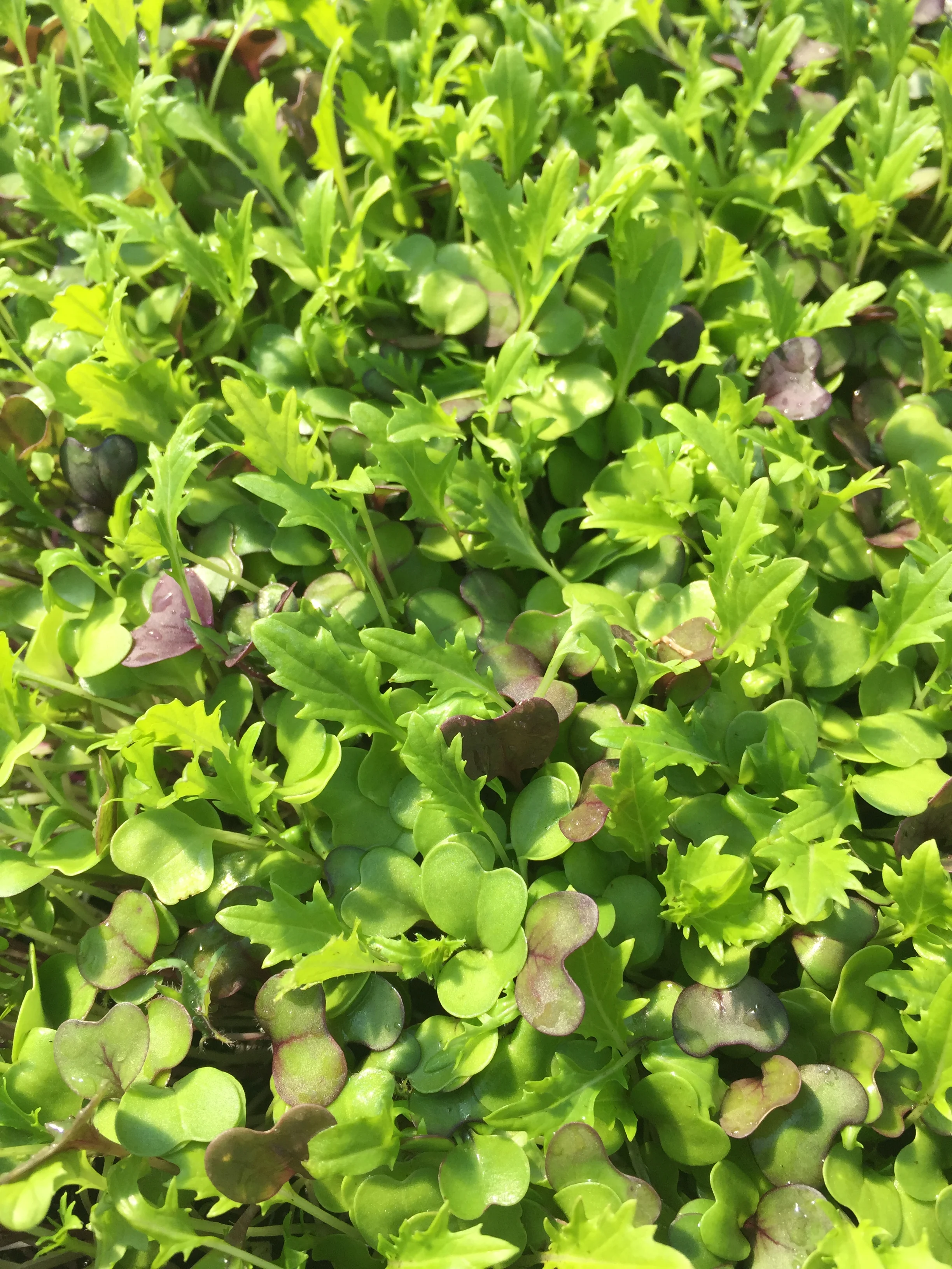 microgreens