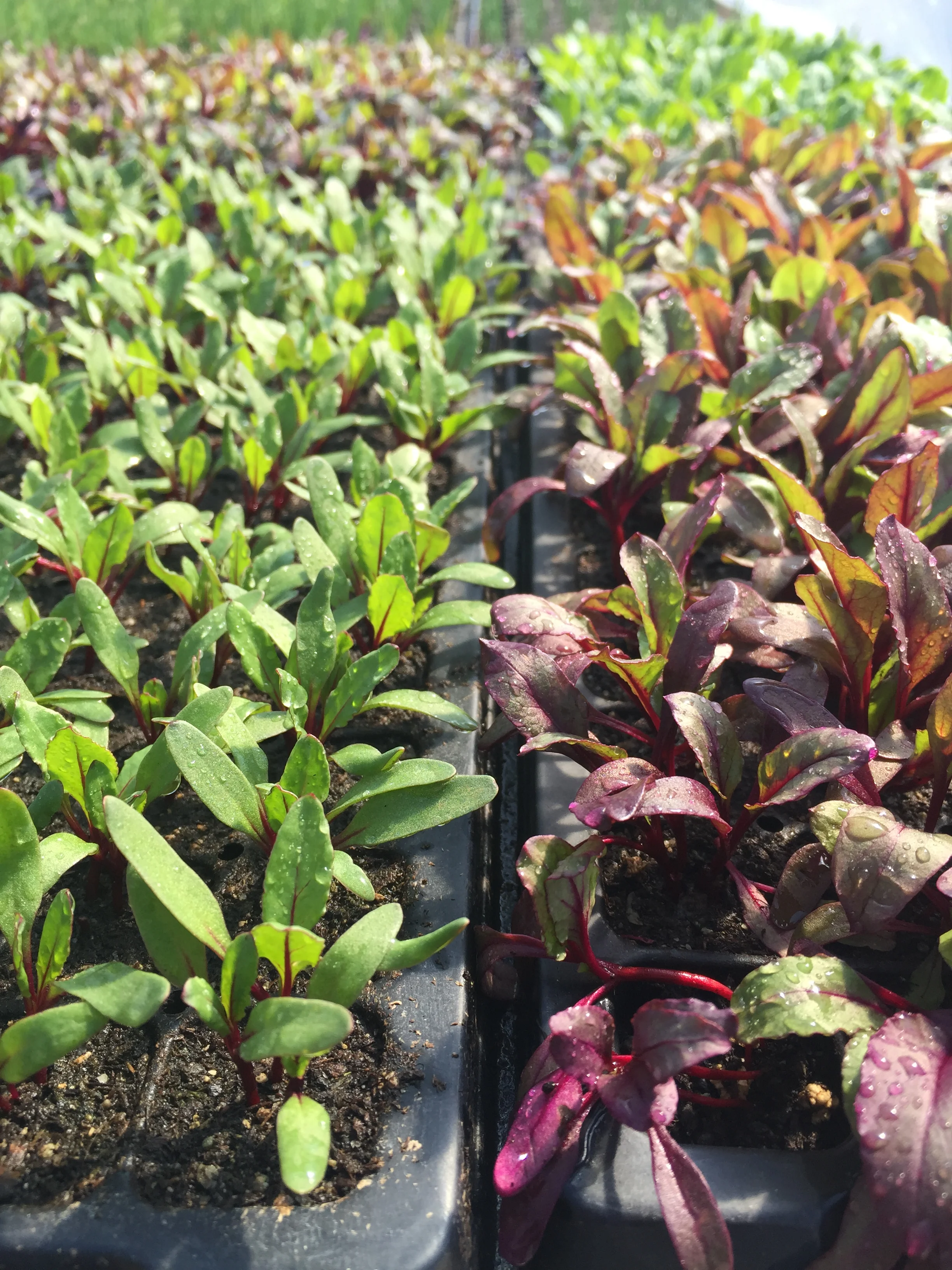 beets