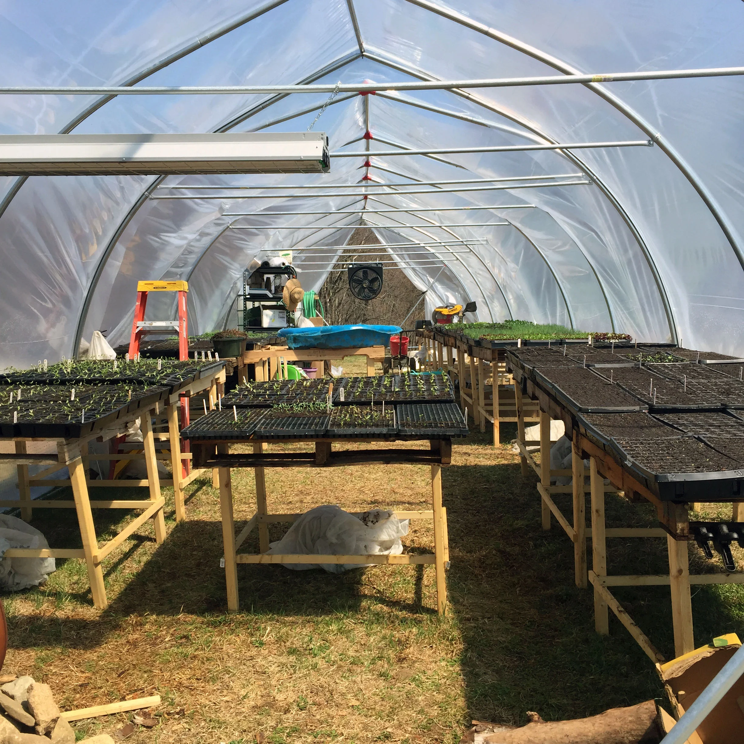 greenhouse growing