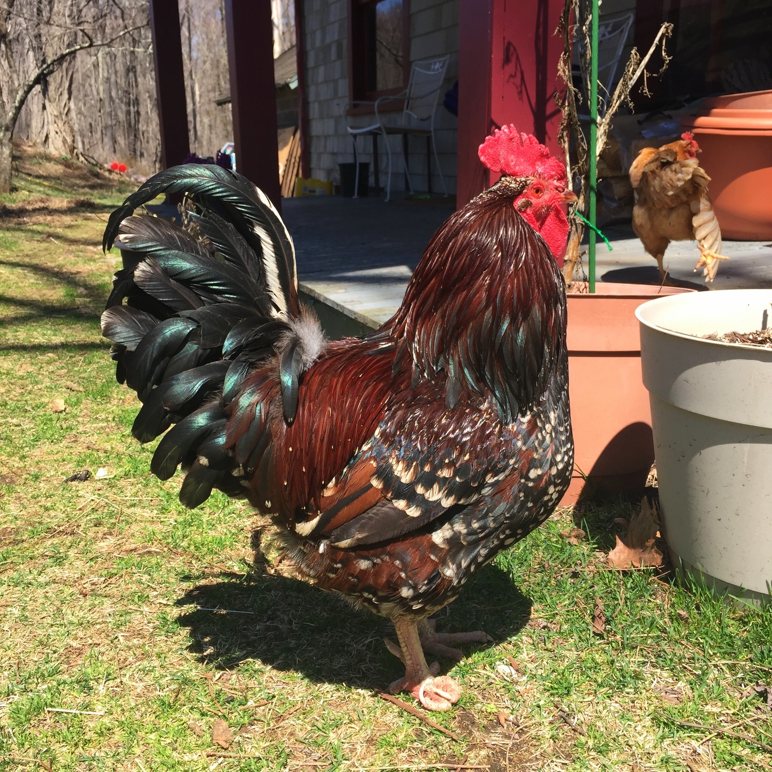  our very handsome rooster 