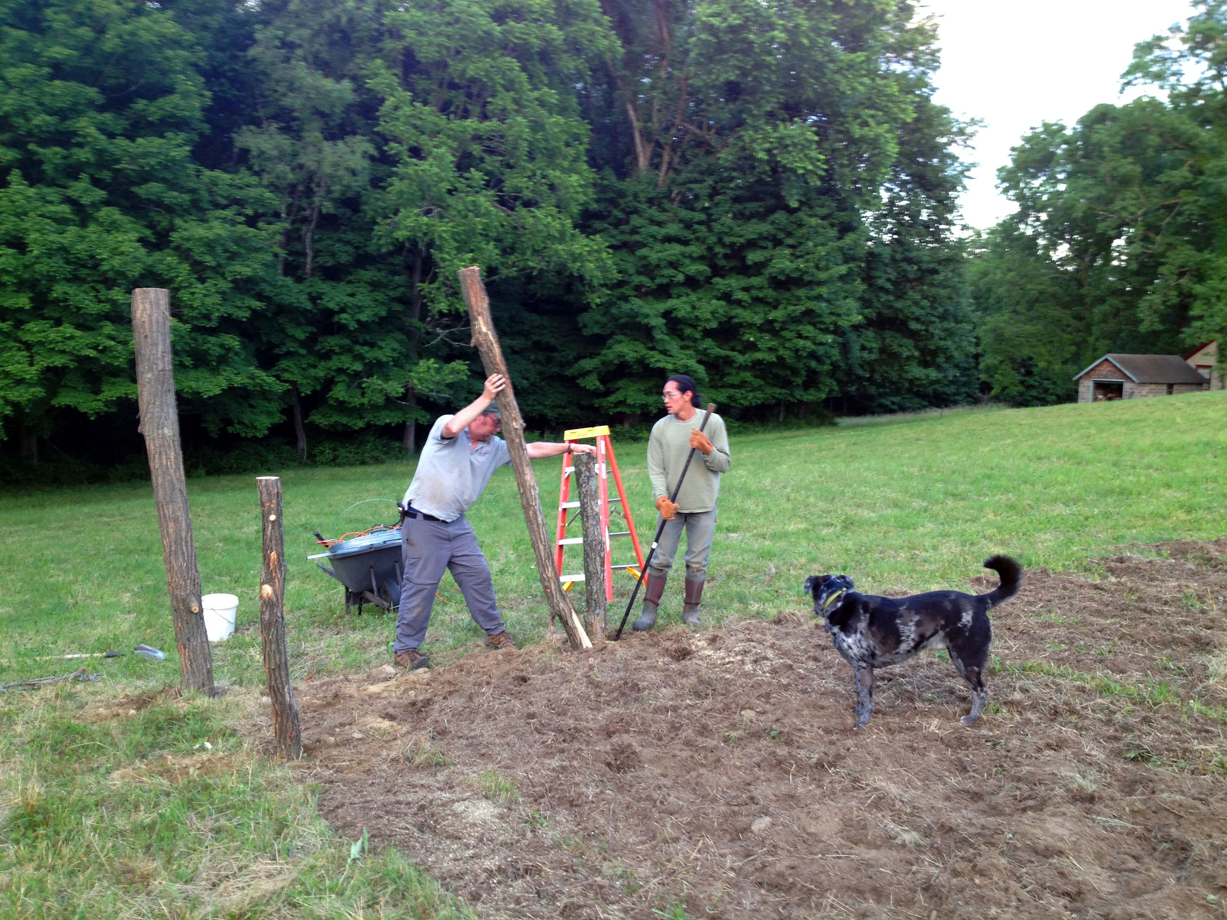 Peter & Wilson setting posts for the fencing with Summit supervising.
