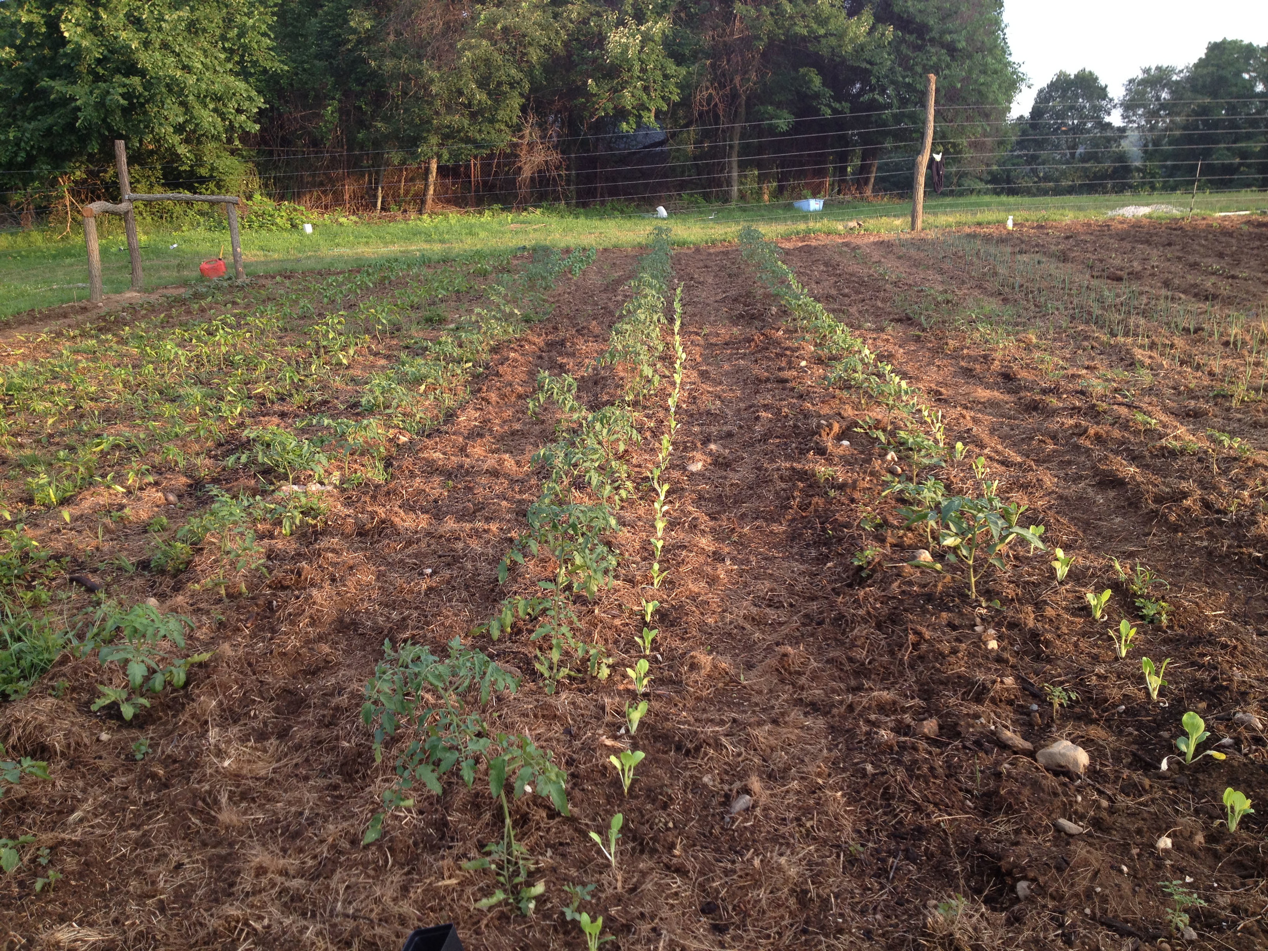  tomatoes bokchoy 