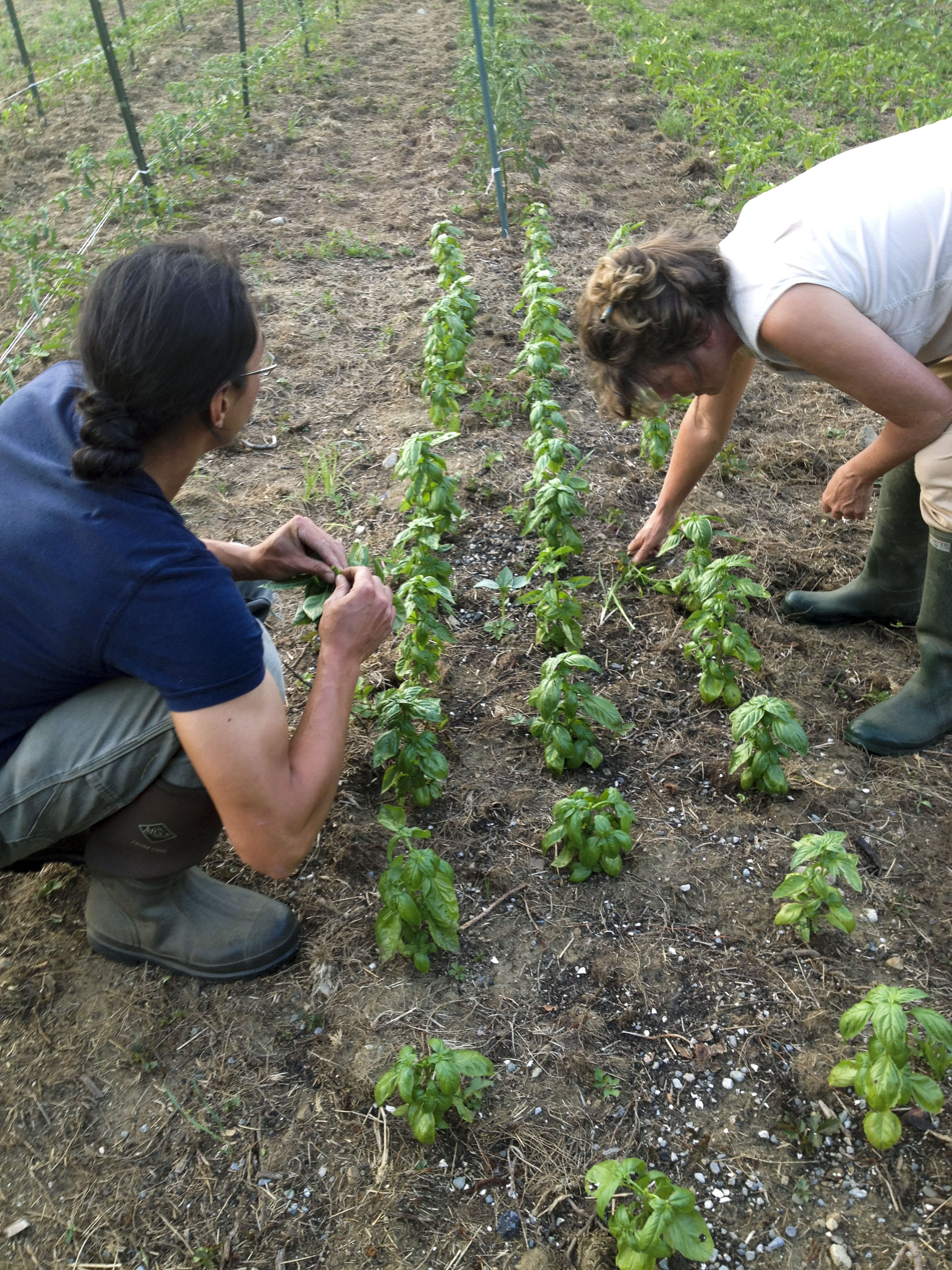 Wilson & Carol harvesting basil