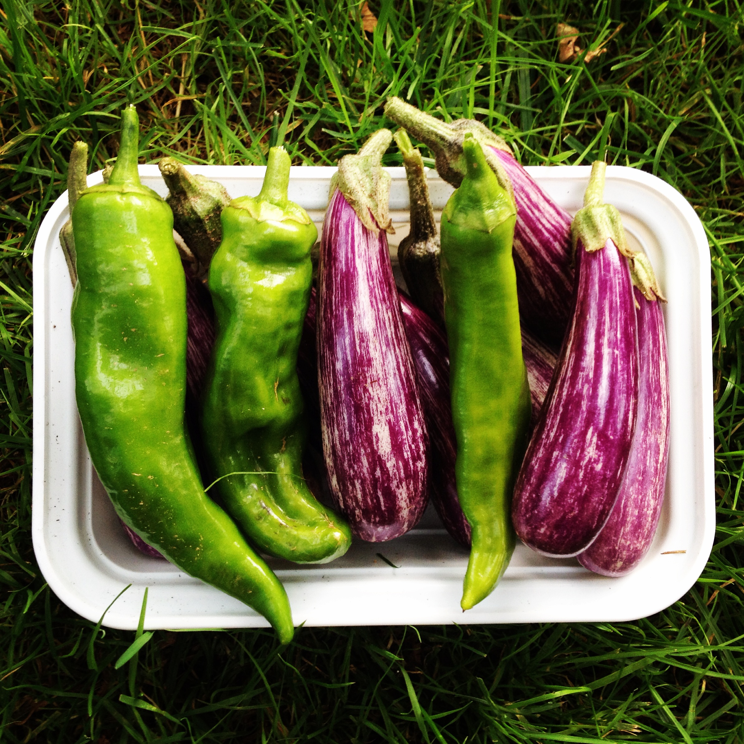  italian peppers fairytale eggplants 