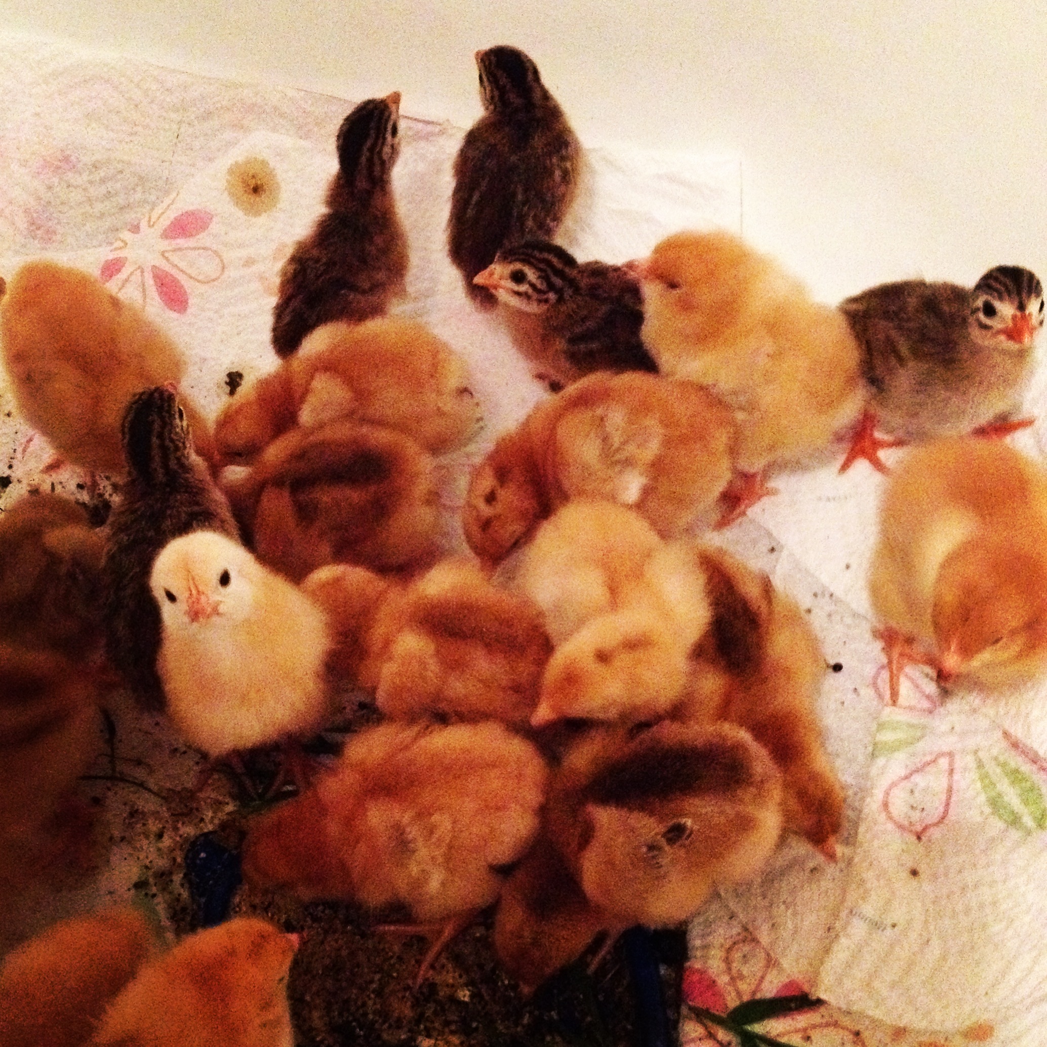  Chicks! Freedom Rangers &amp; Guinea Keets 