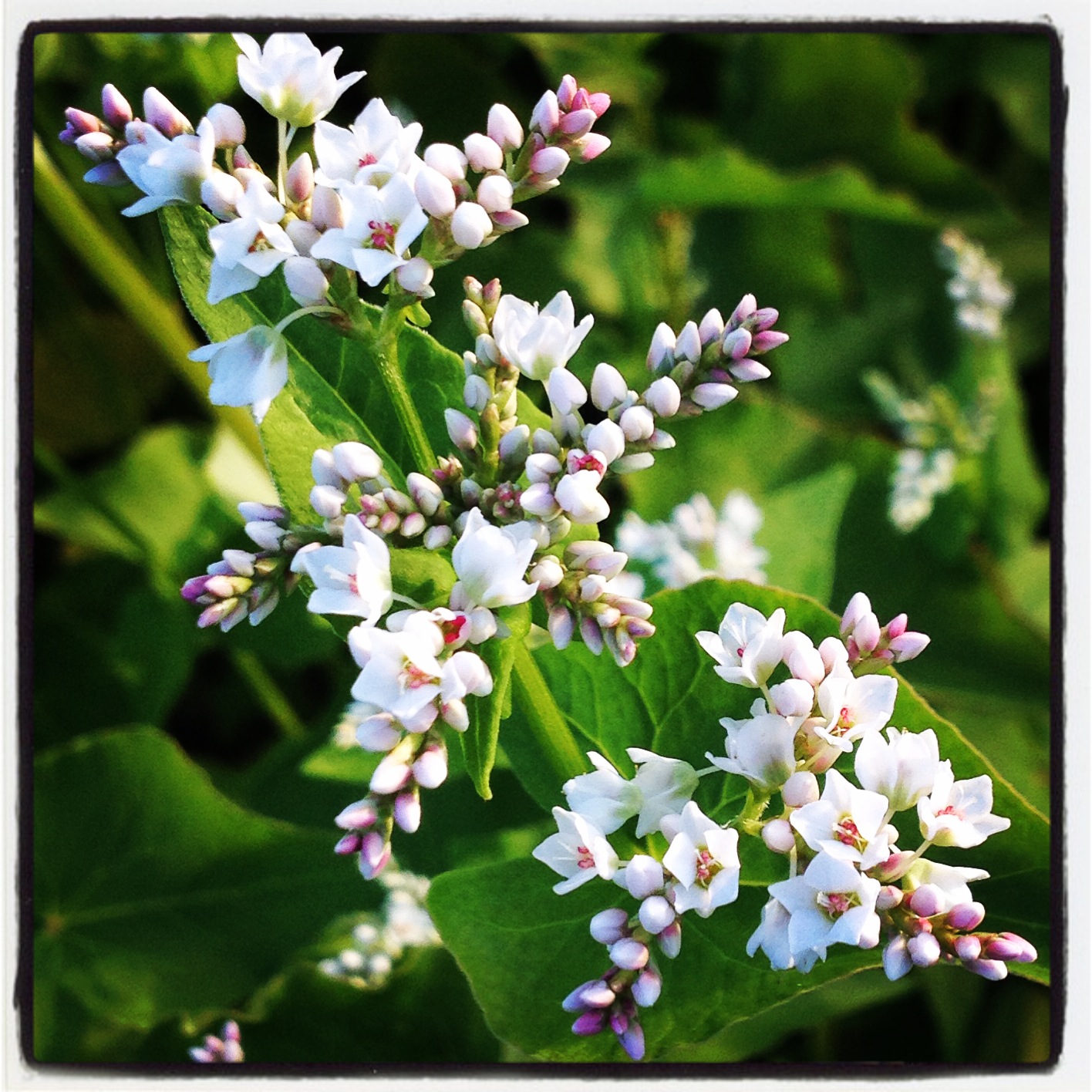  buckwheat 