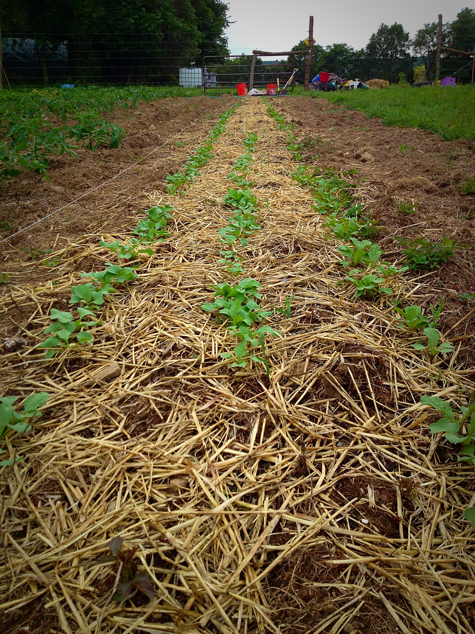  radishes carrots 