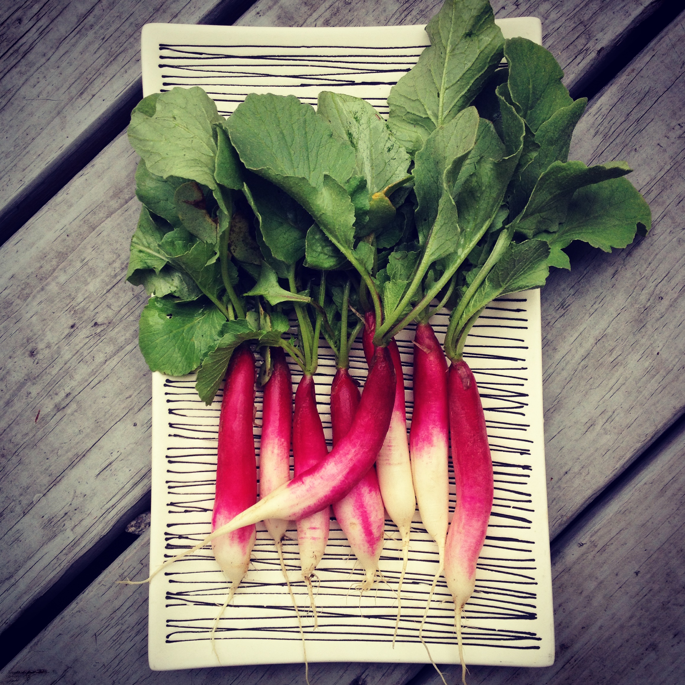  french breakfast radishes 