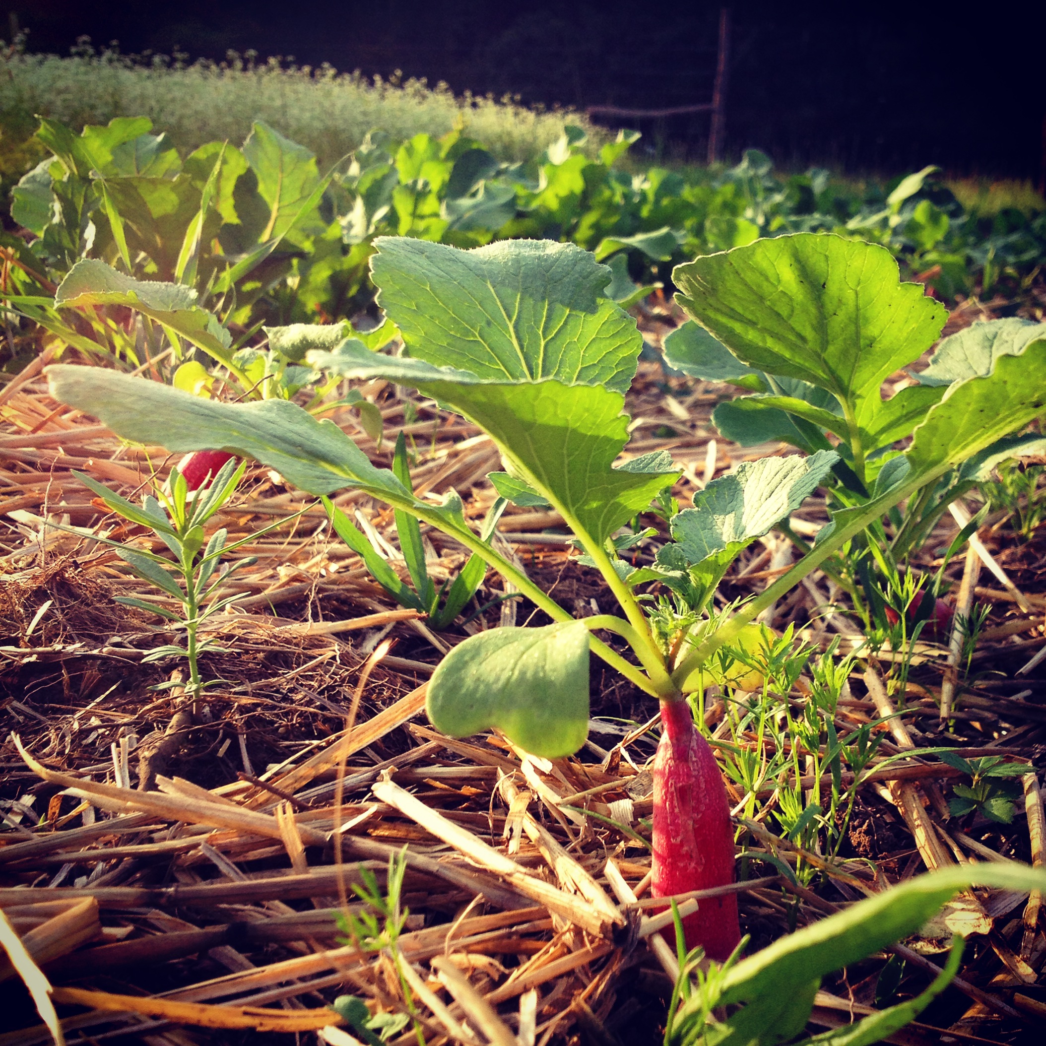  french breakfast radishes carrots 