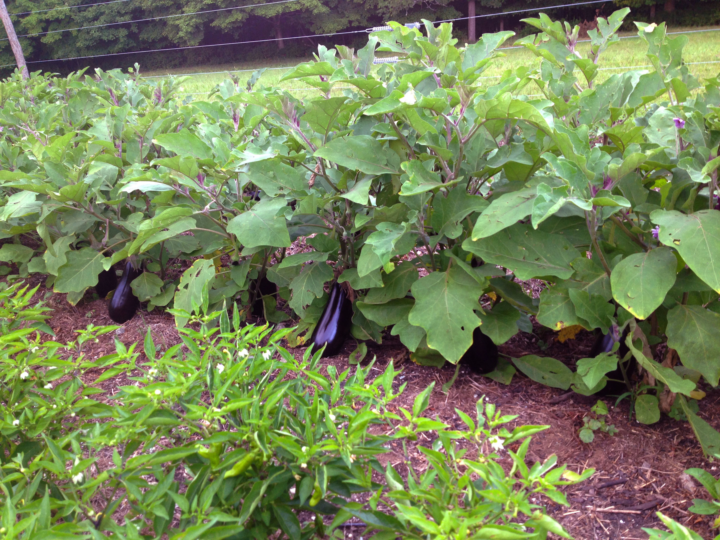  italian eggplant 