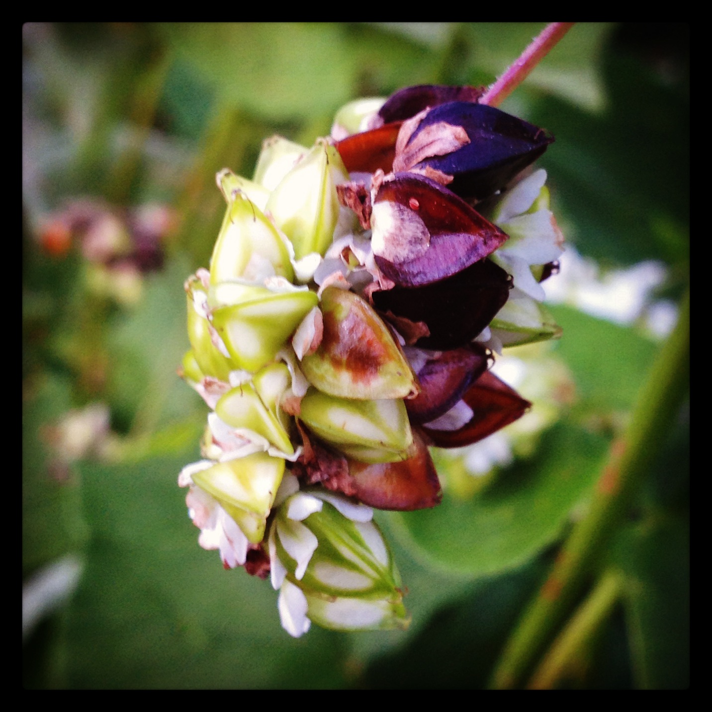  buckwheat 