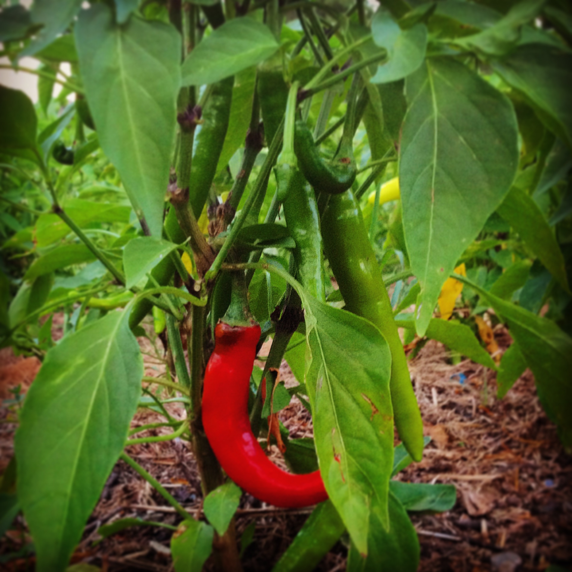  cayenne peppers 