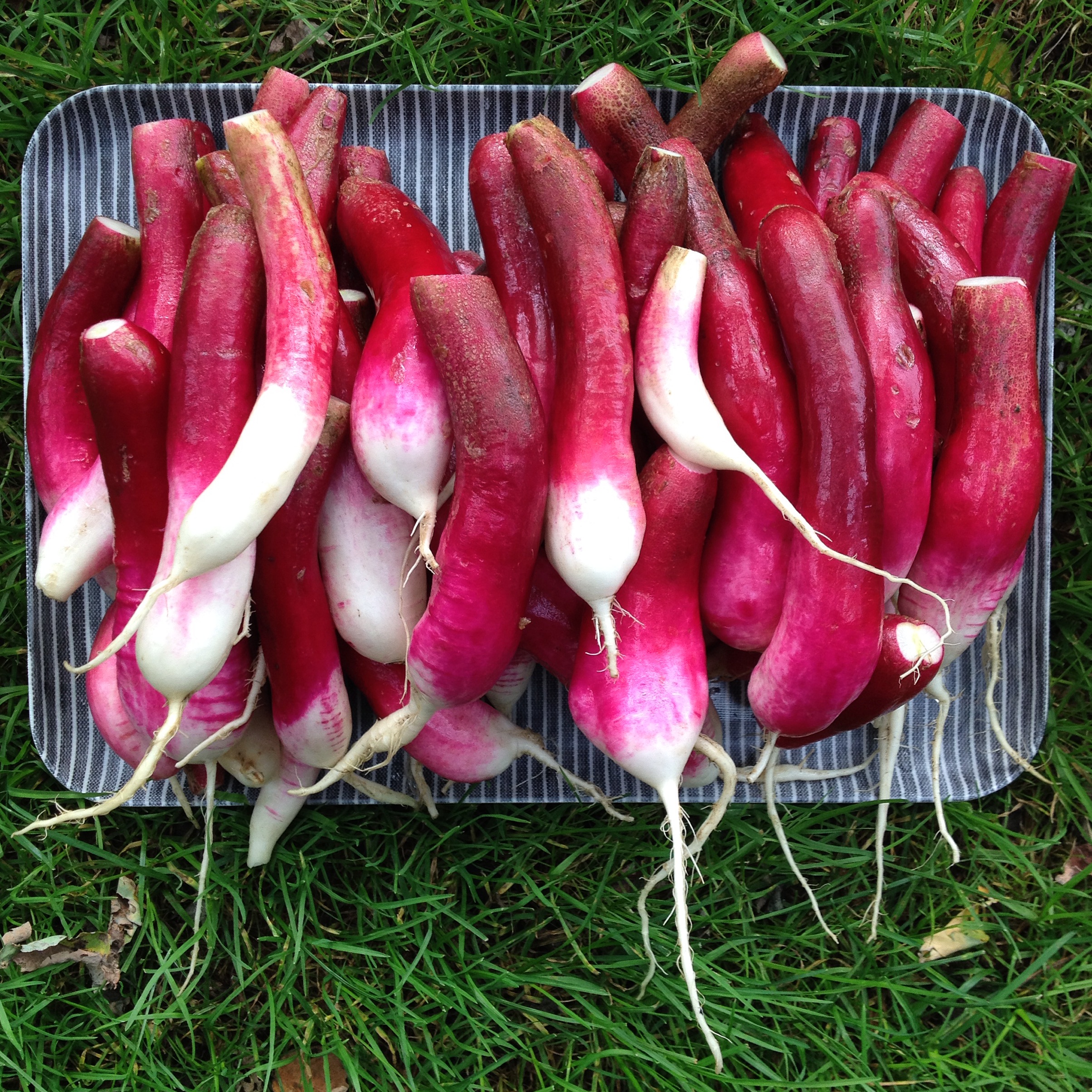  overgrown radishes ready for pickling 