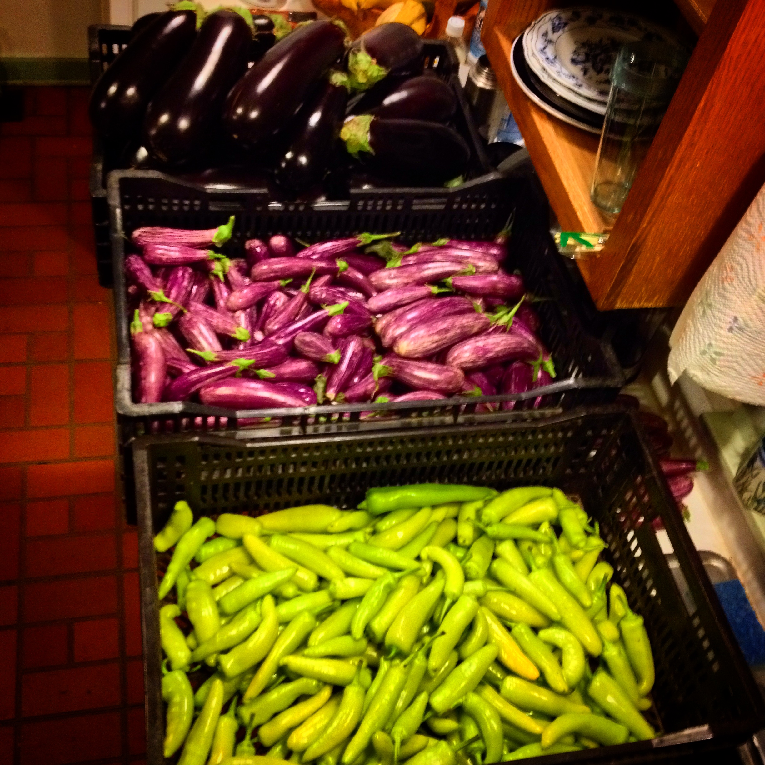  68lbs italian eggplants fairytale eggplants hungarian wax peppers 