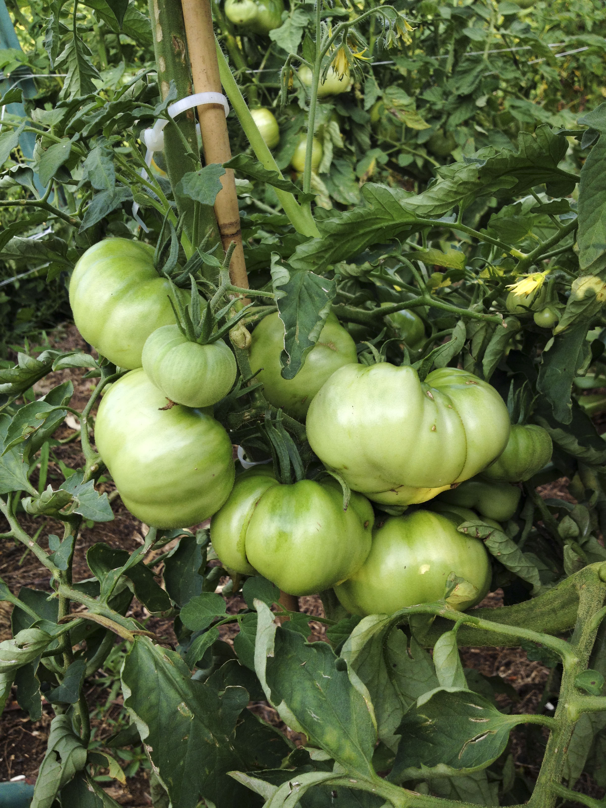  heirloom tomatoes 