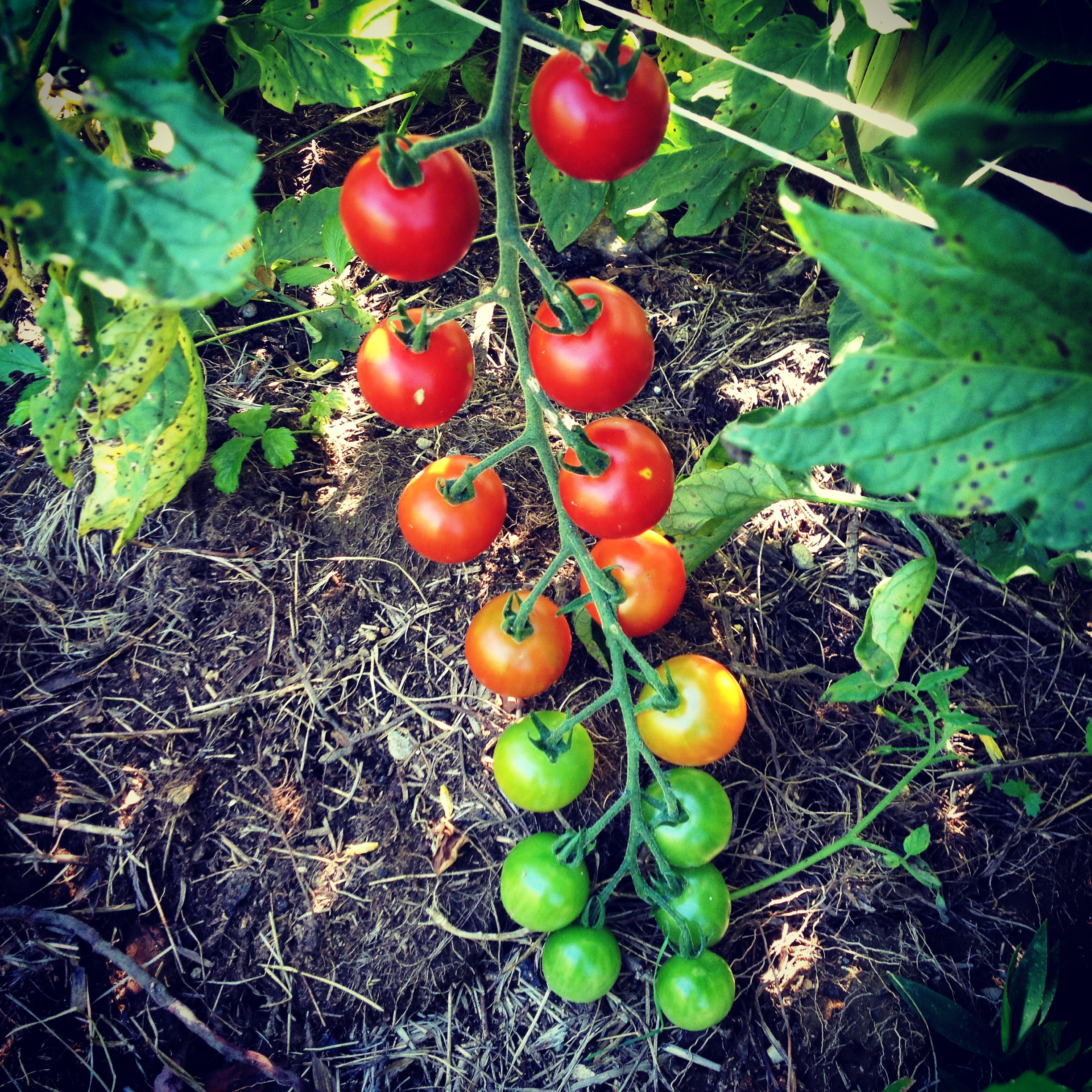  cherry tomatoes 