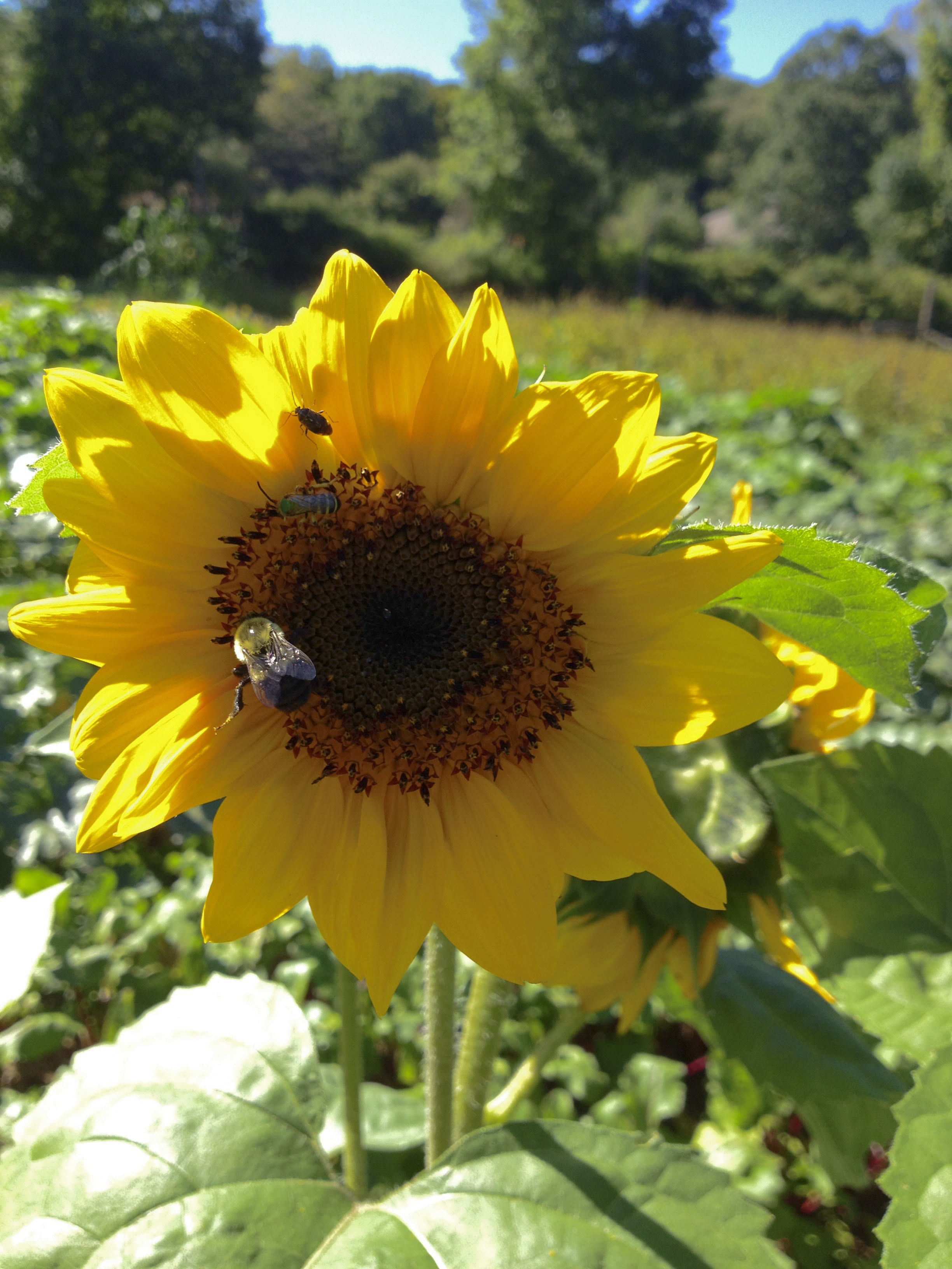 sunflower