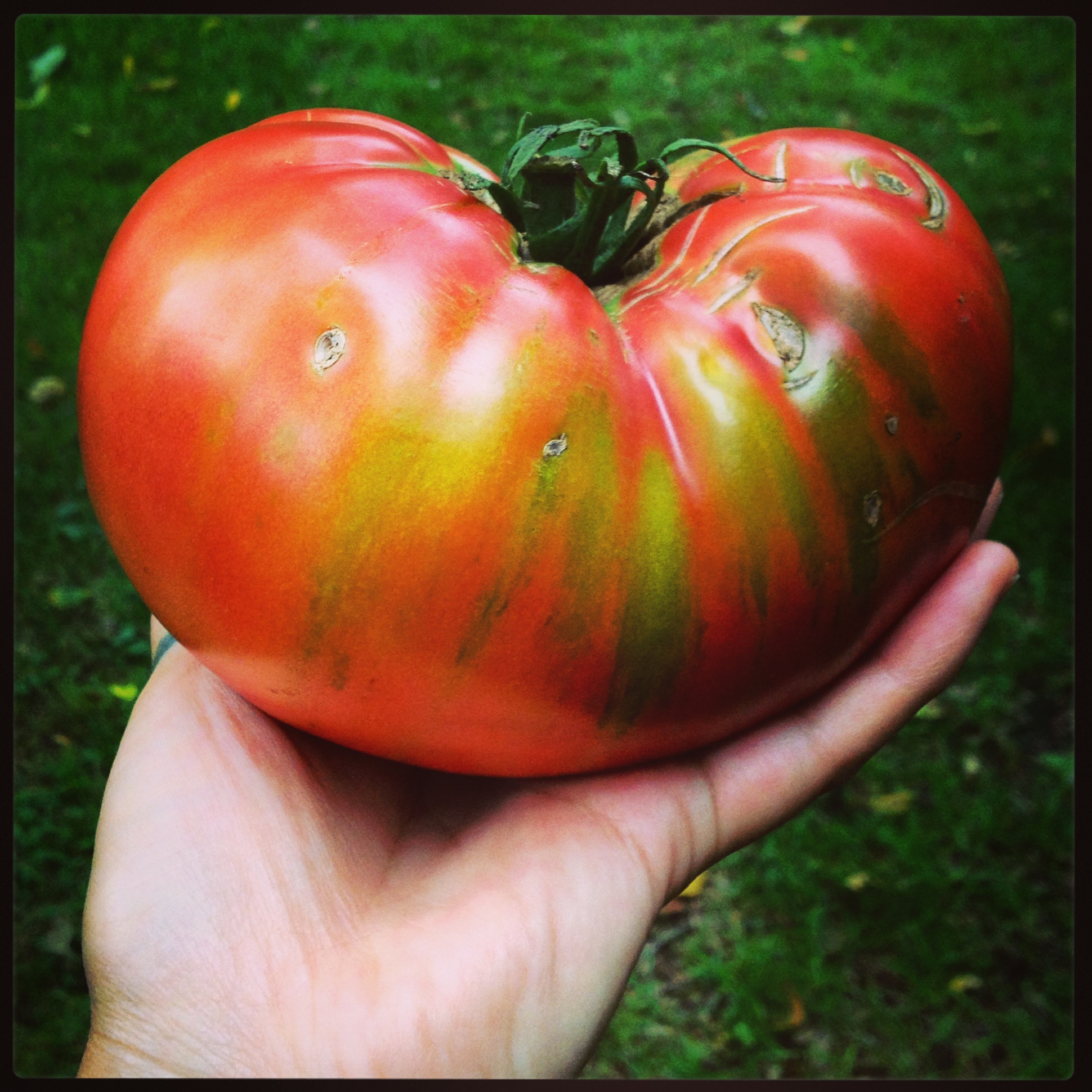  heirloom tomato 