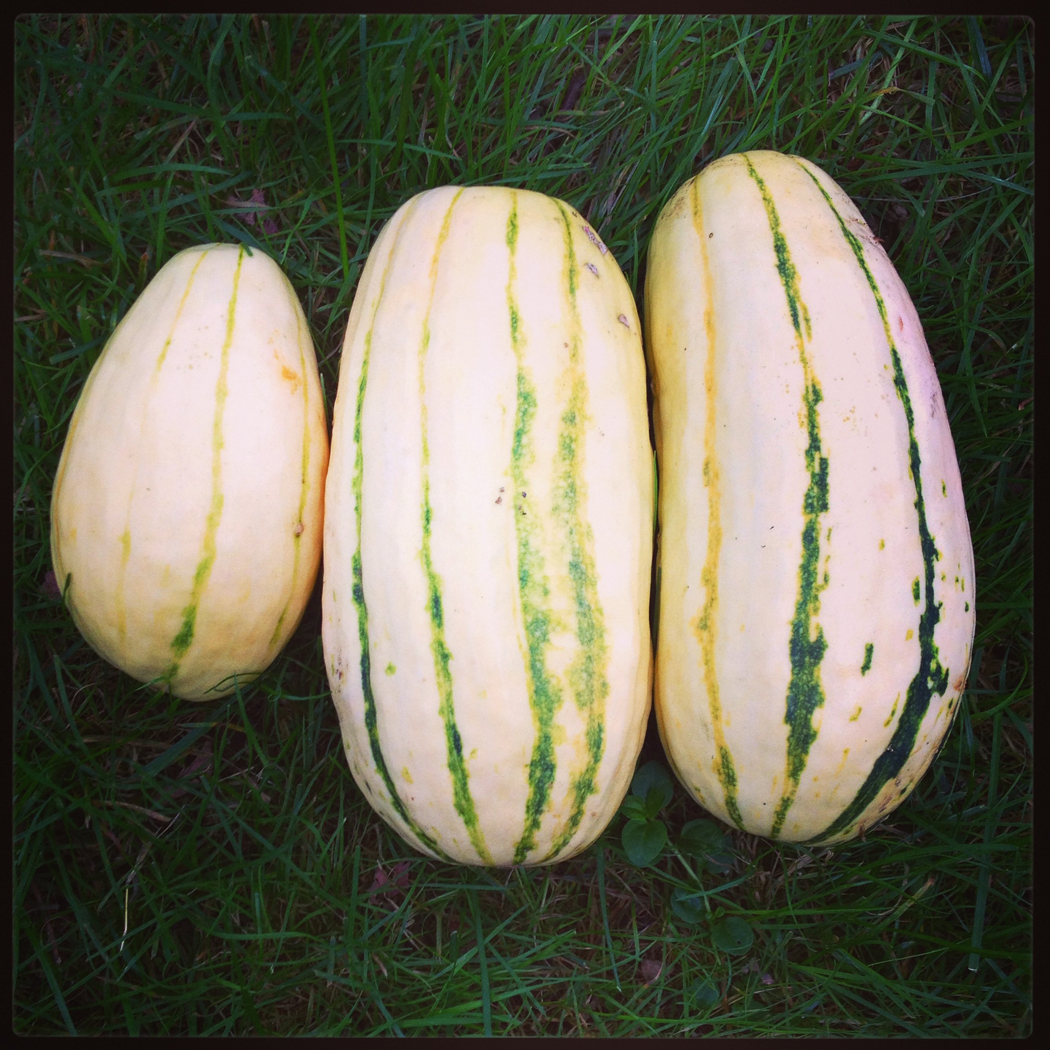  delicata squash 