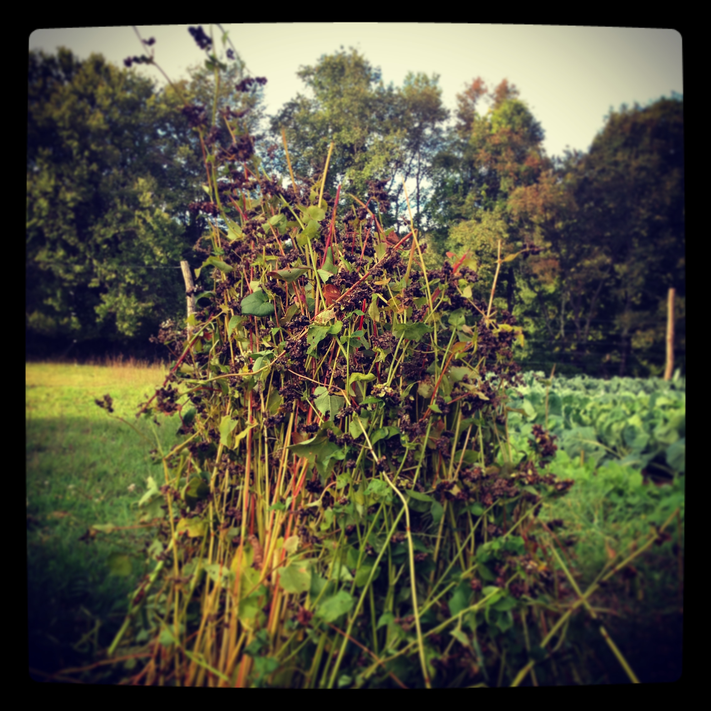  buckwheat 