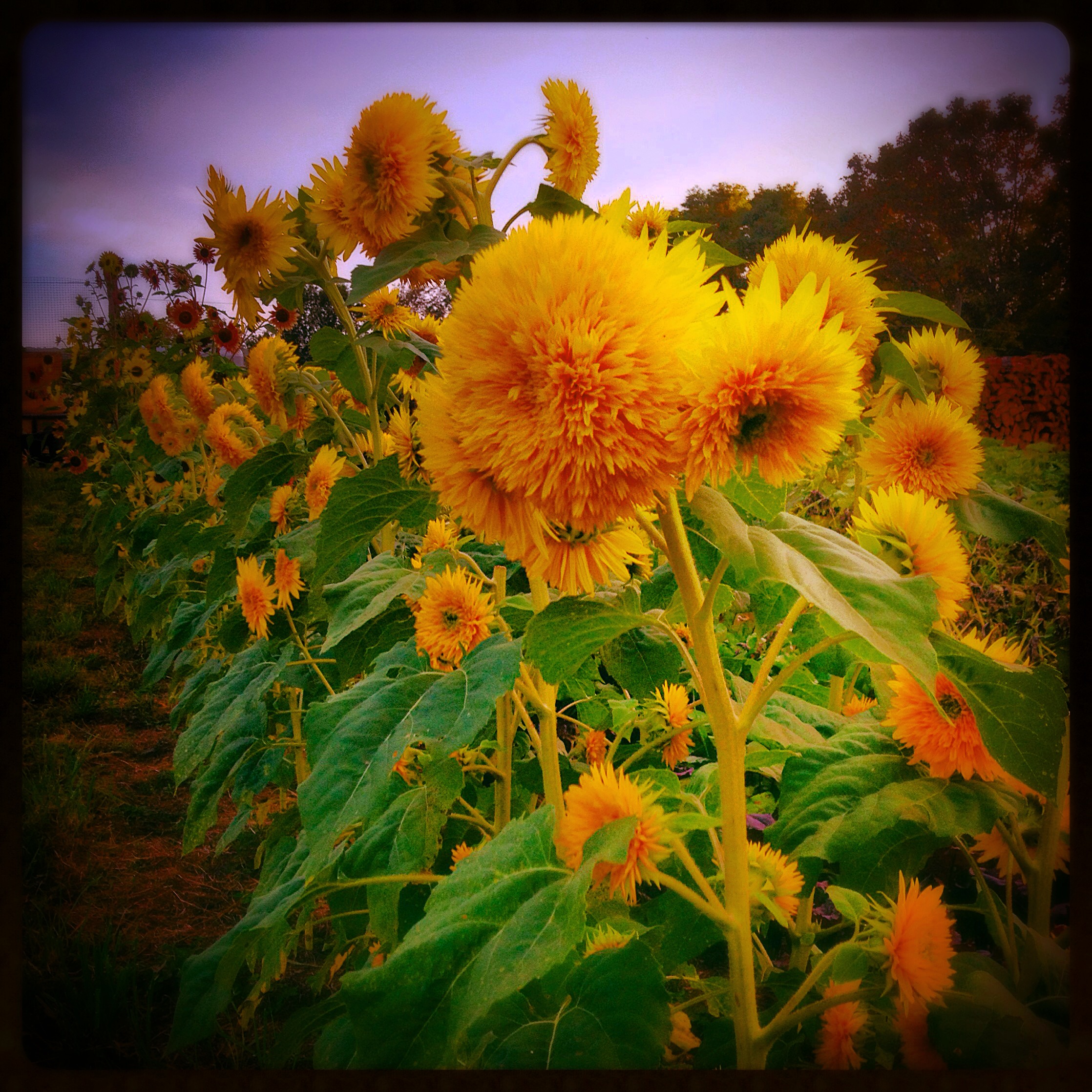  teddy bear sunflowers 