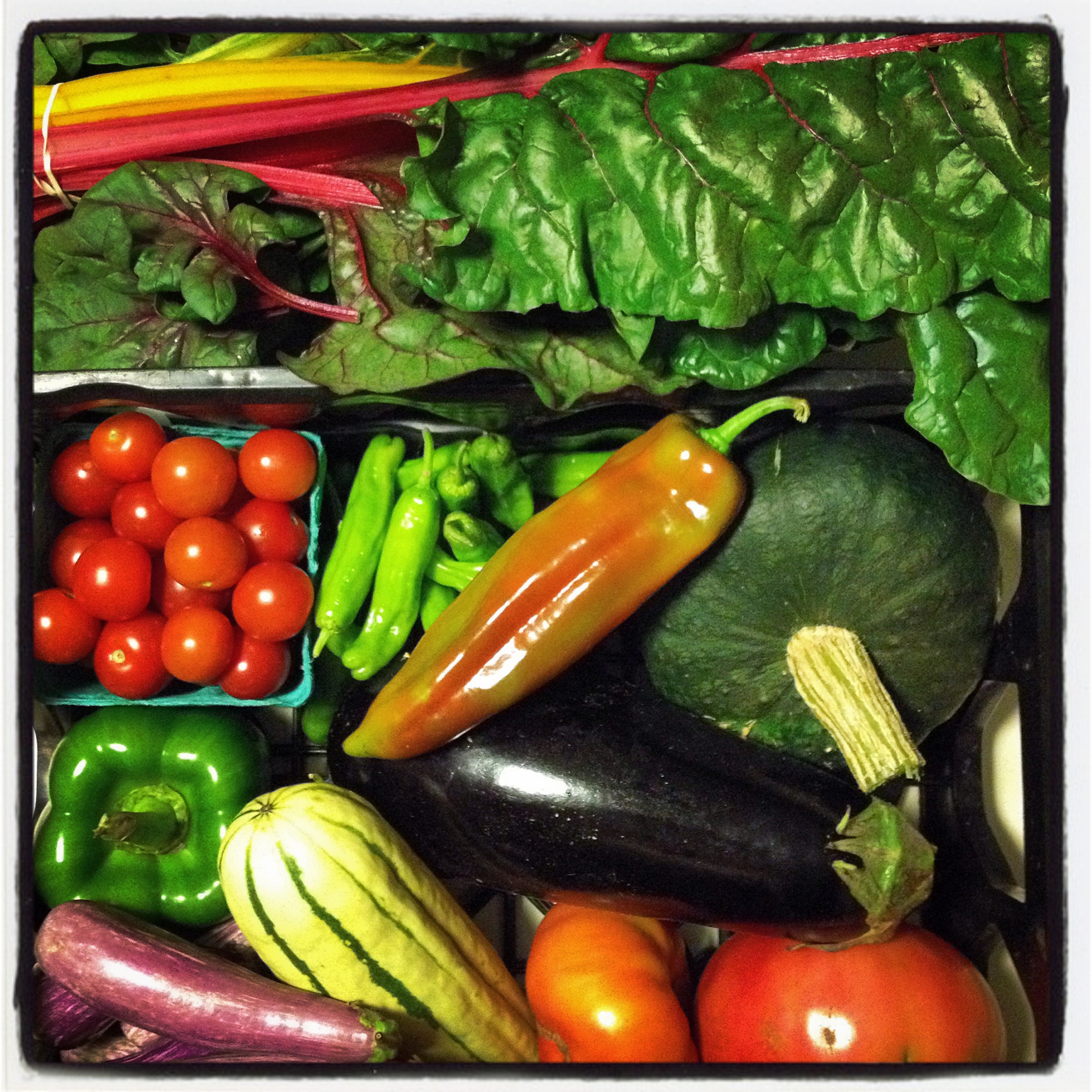  red kitten spinach swiss chard buttercup squash italian eggplant heirloom tomatoes delicata squash fairytale eggplant bell pepper cherry tomatoes shishito peppers italian peppers 