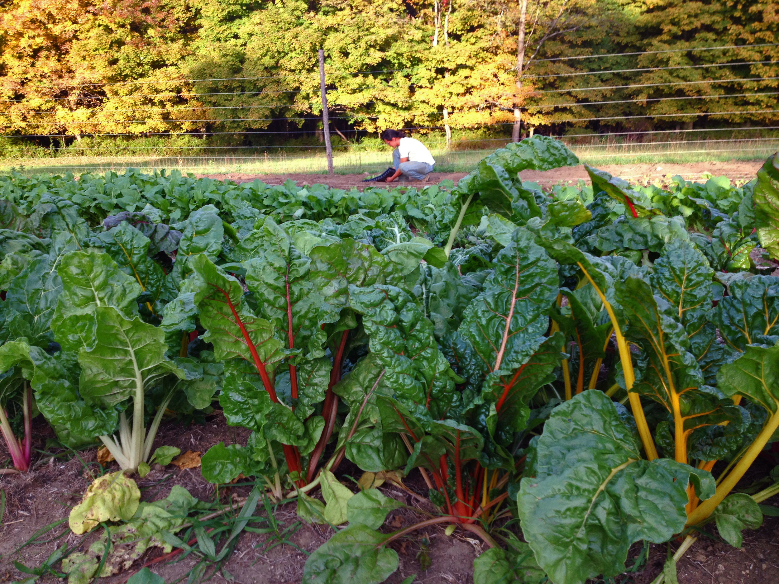 swiss chard