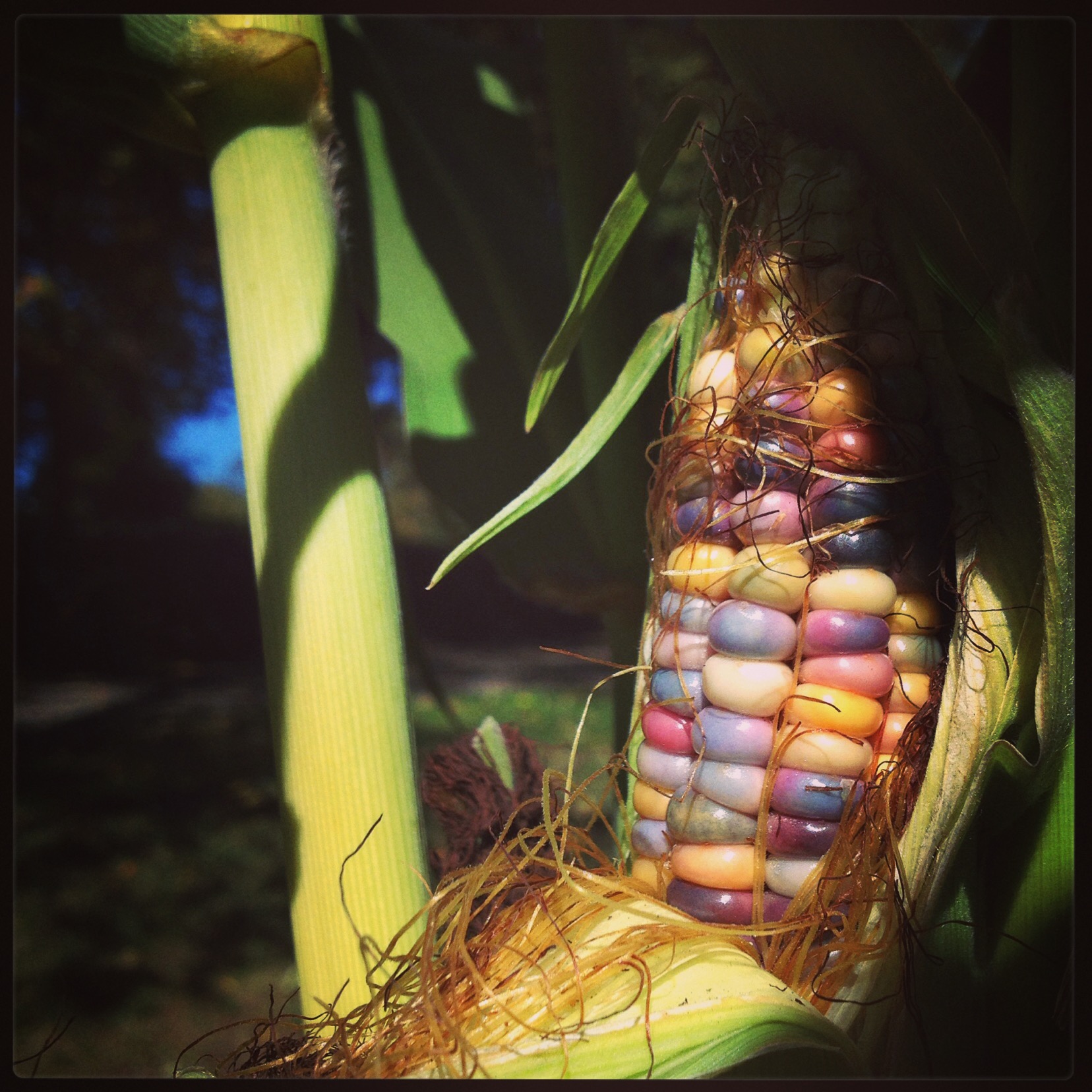  glass gem indian heirloom corn 