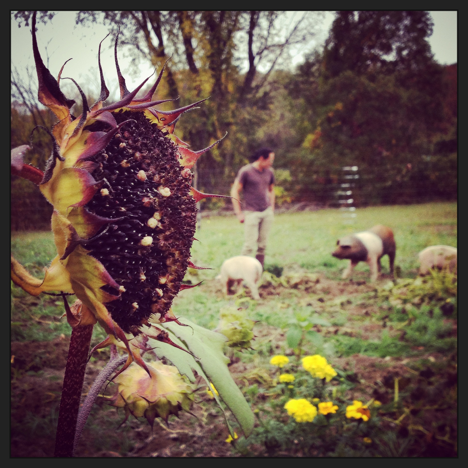  The pigs in the garden rooting around in the squah bed. 