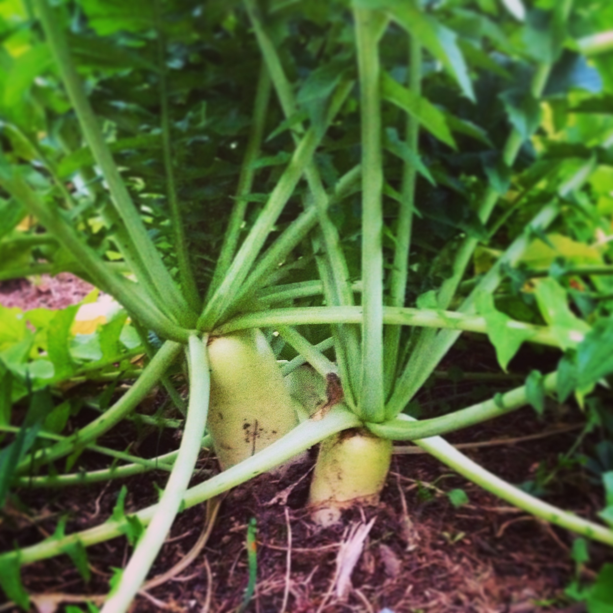  daikon radish 