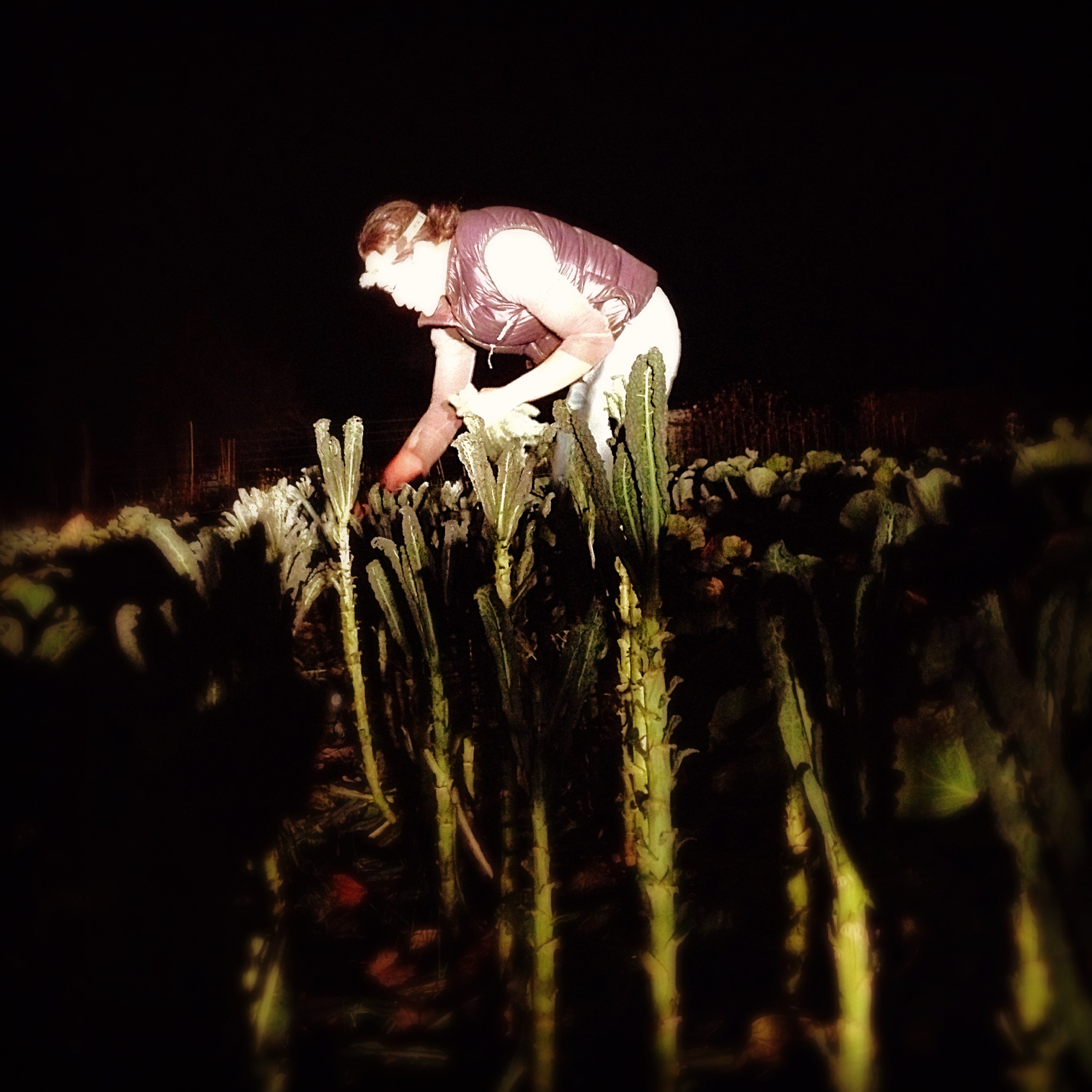  the crazy things farmers do... late night kale harvest 