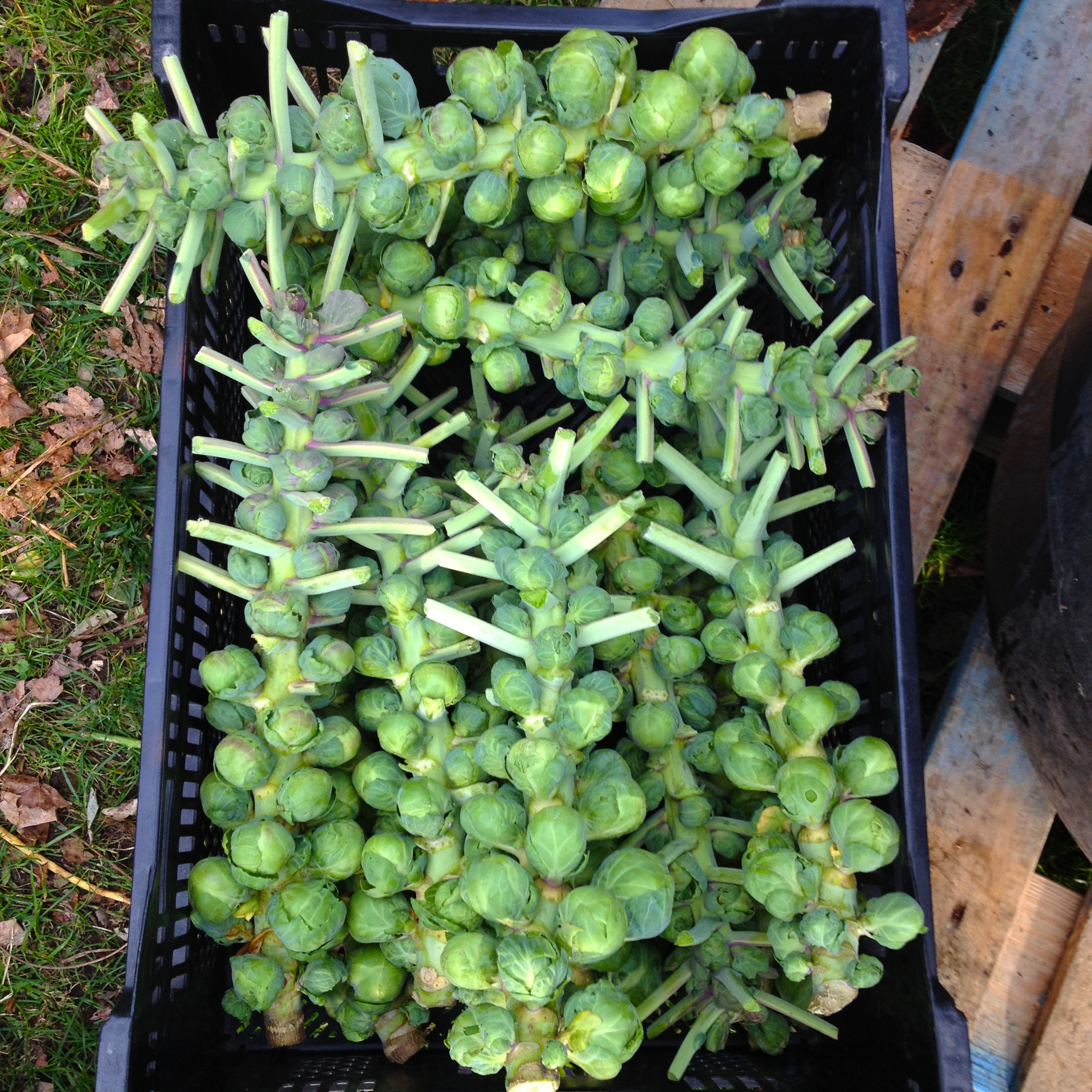 brussels sprouts