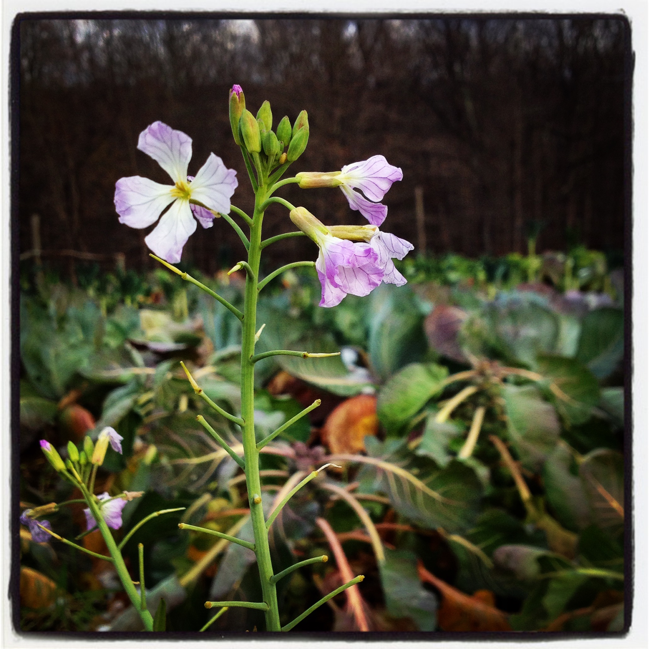  daikon flowers 