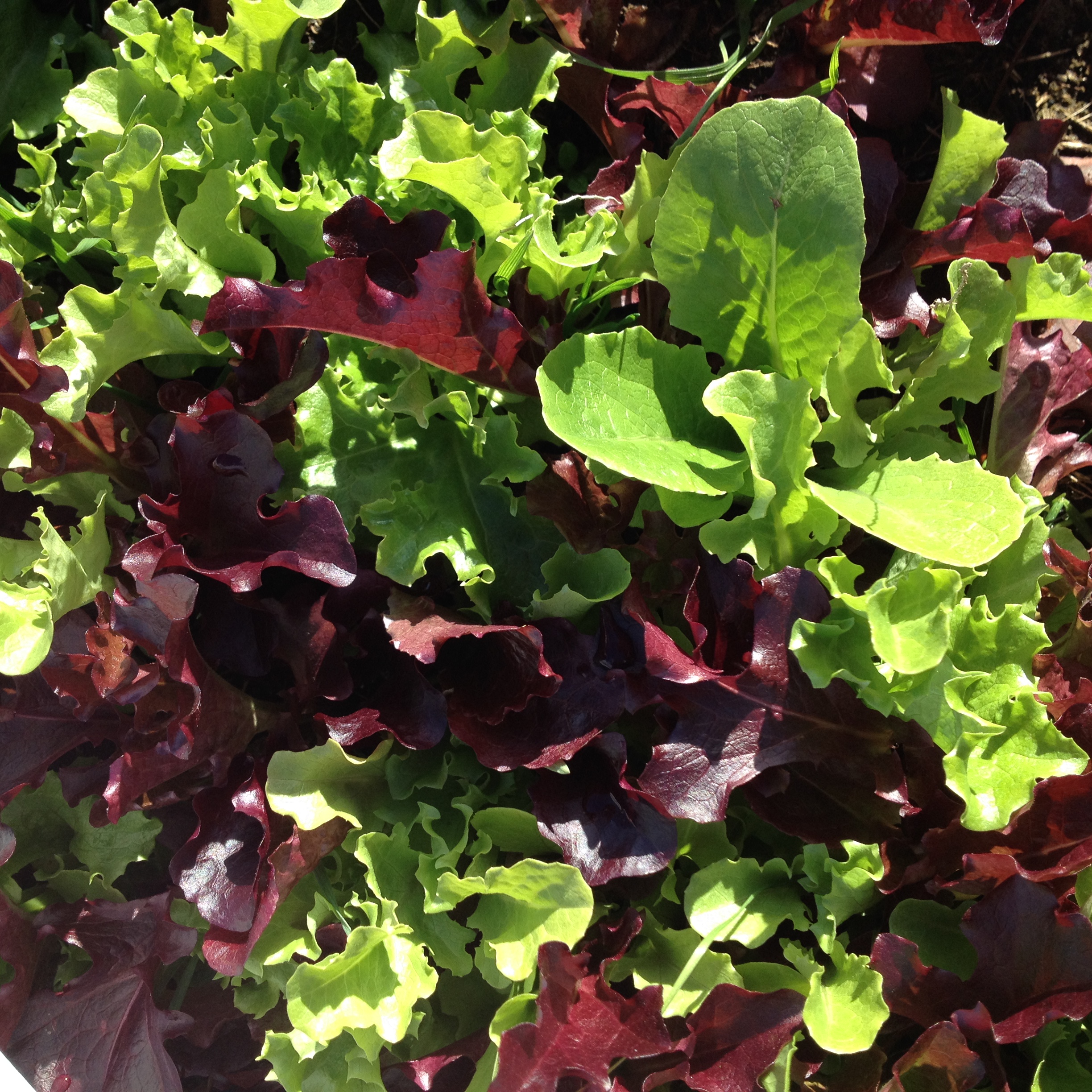 mixed greens