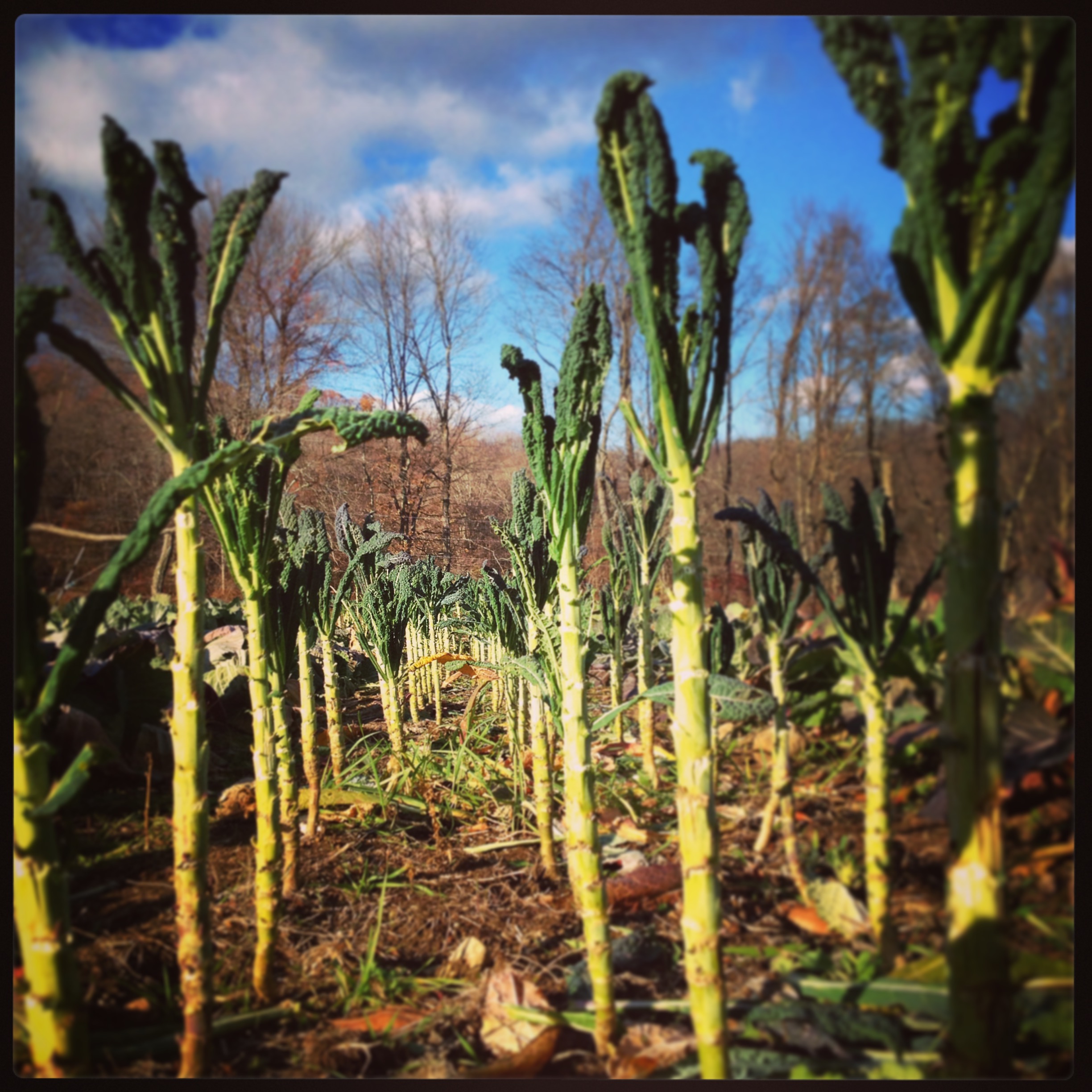  tuscano kale 