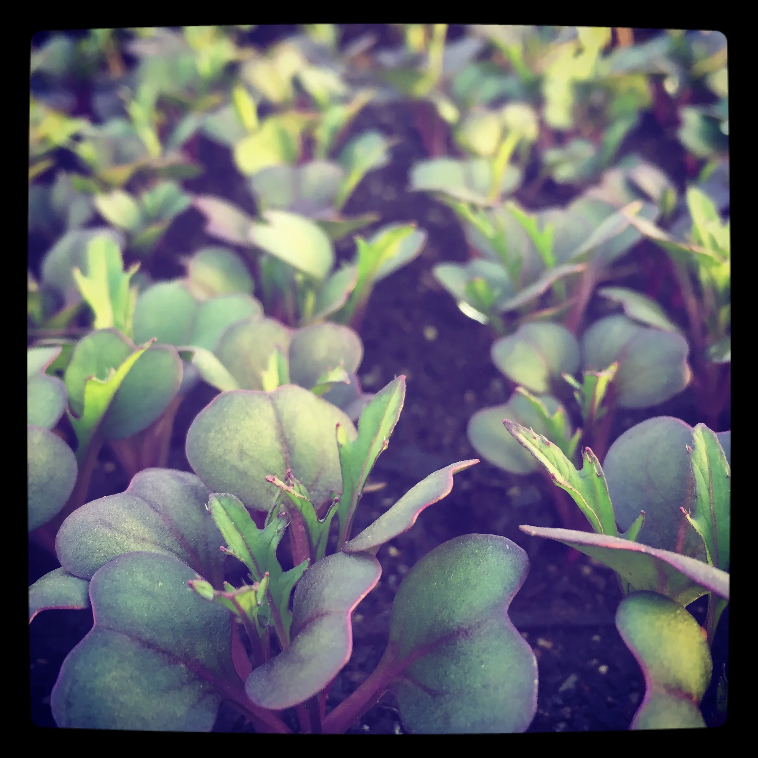 dark purple mizuna