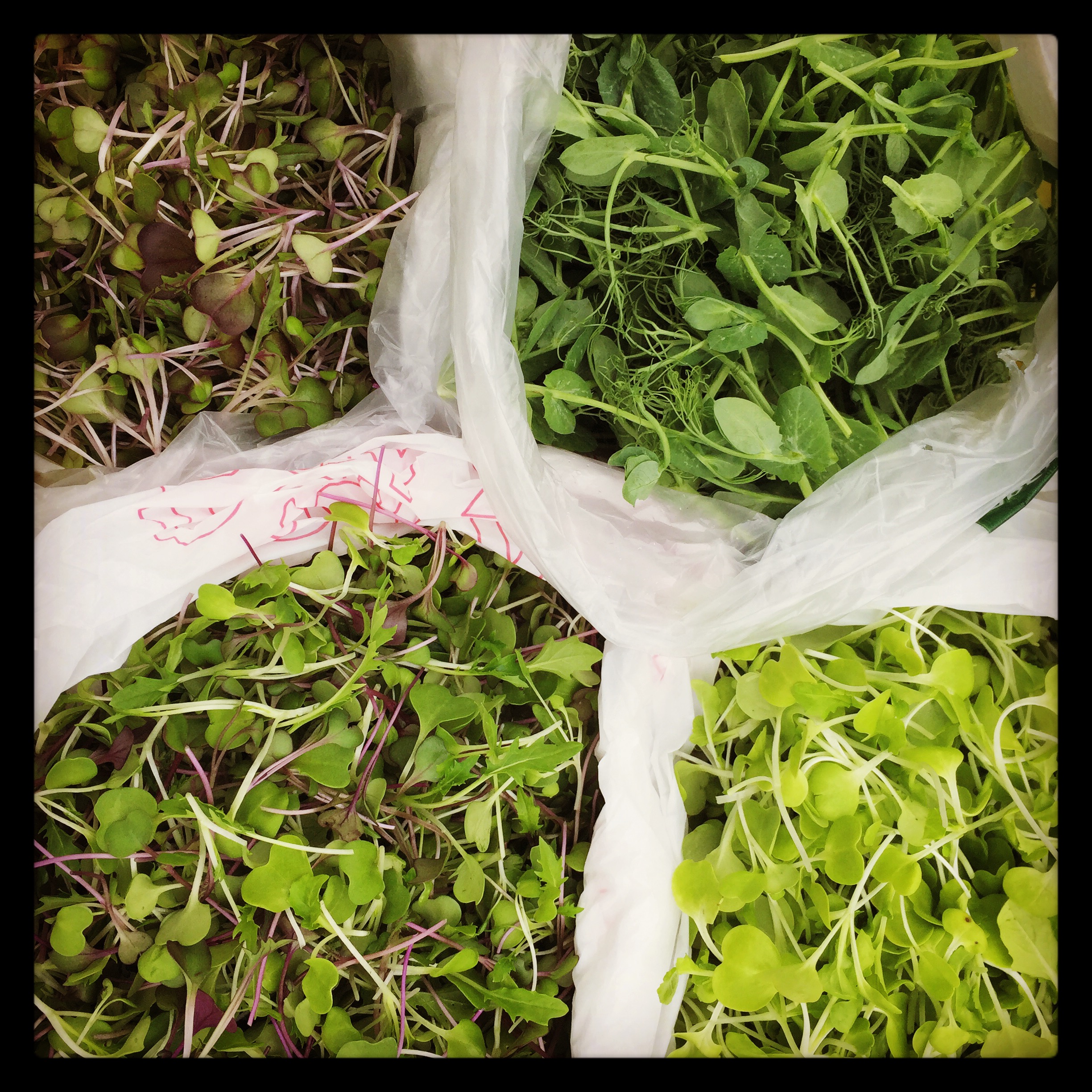  micro greens dark purple mizuna tendril spea shoots tokyo bekana mild micro mix of mizuna, cabbage, kale &amp; kohlrabi 