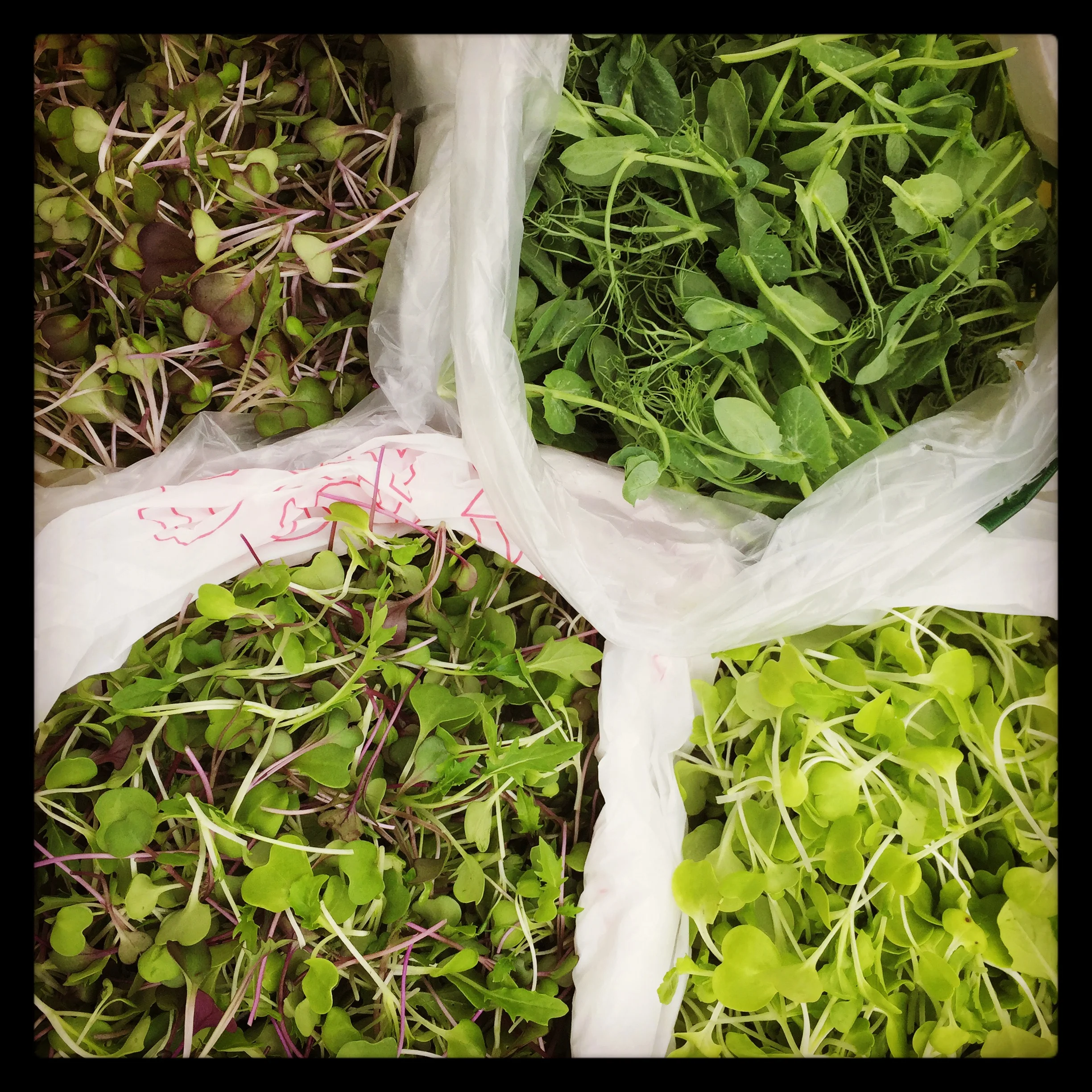 micro greens dark purple mizuna tendril spea shoots tokyo bekana mild micro mix of mizuna, cabbage, kale & kohlrabi