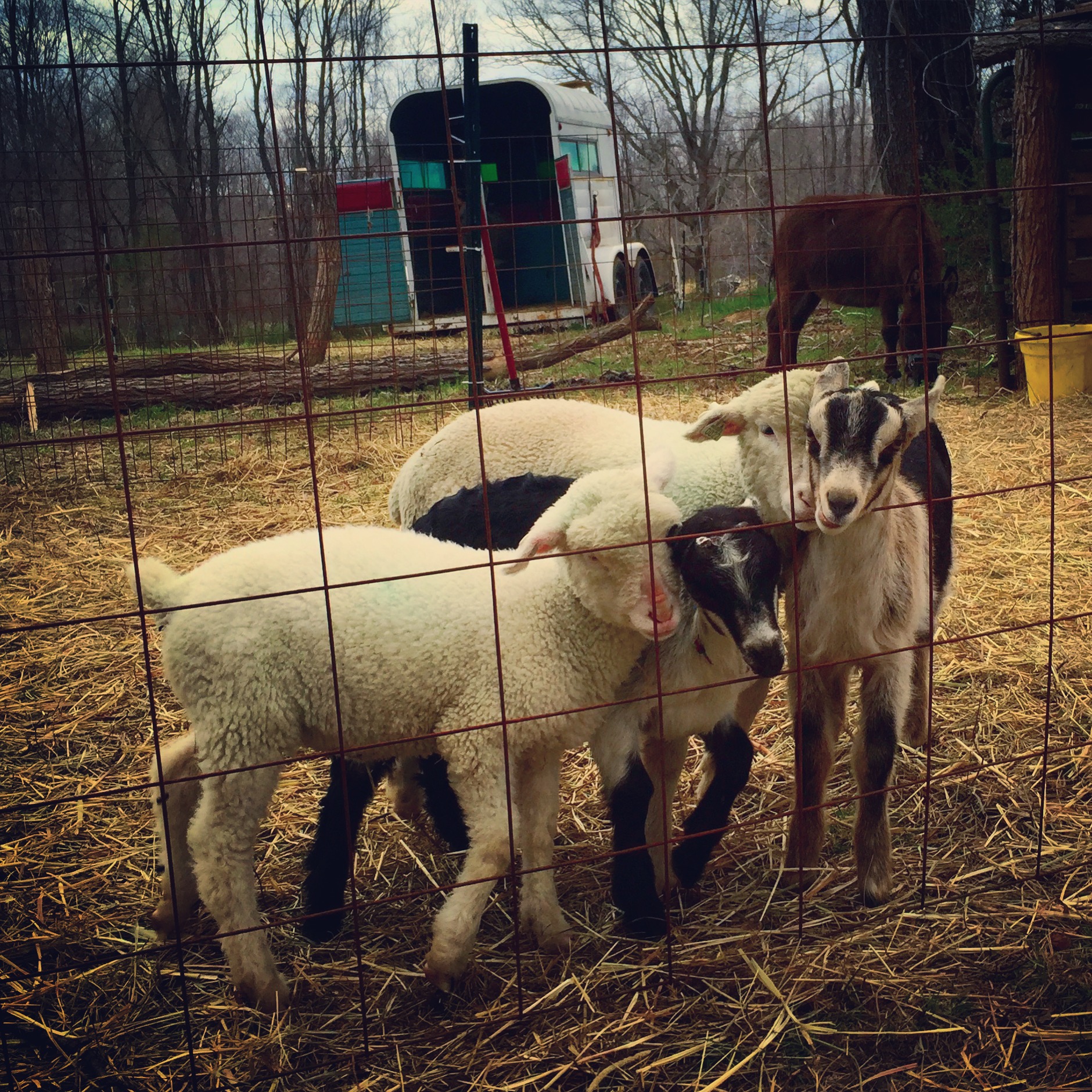  lamb &amp; goat love! 