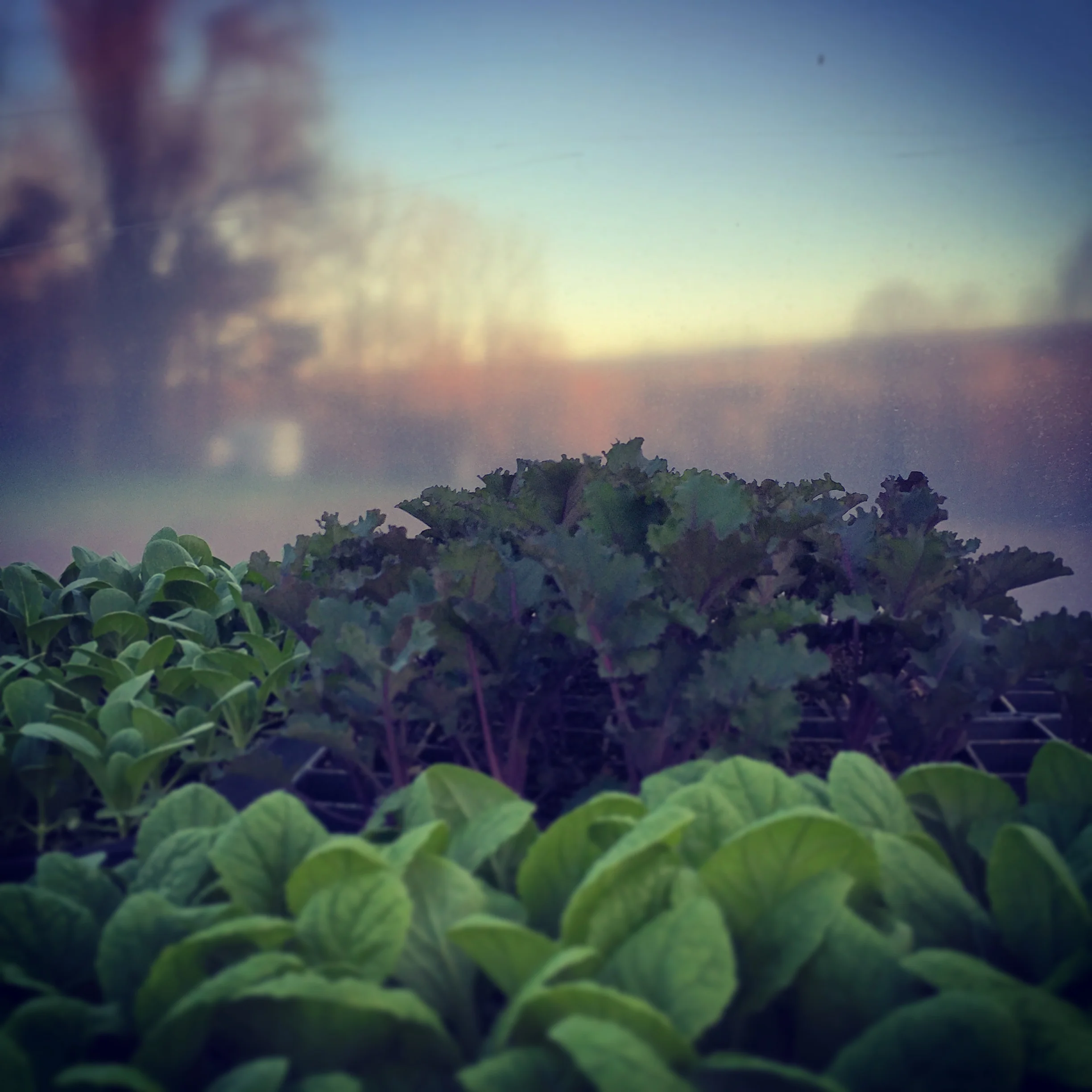 through the greenhouse walls