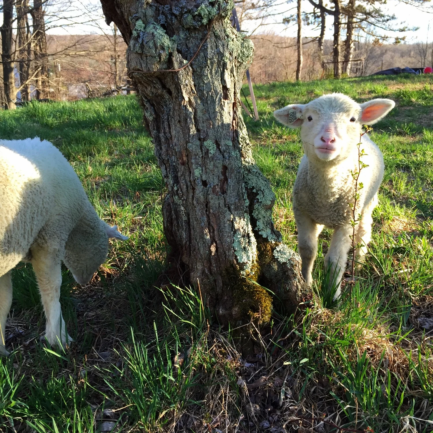 happy lambs