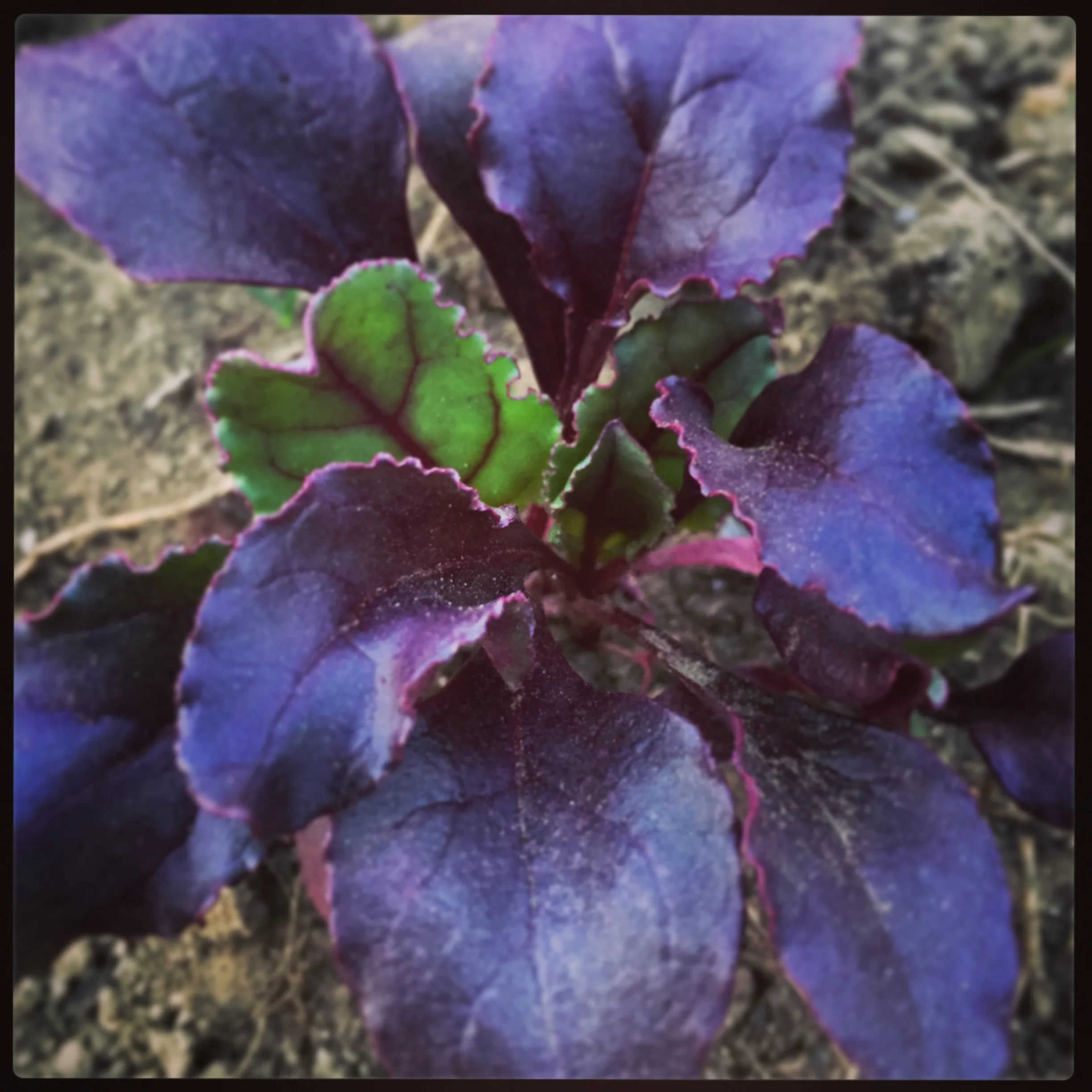 red ace beets