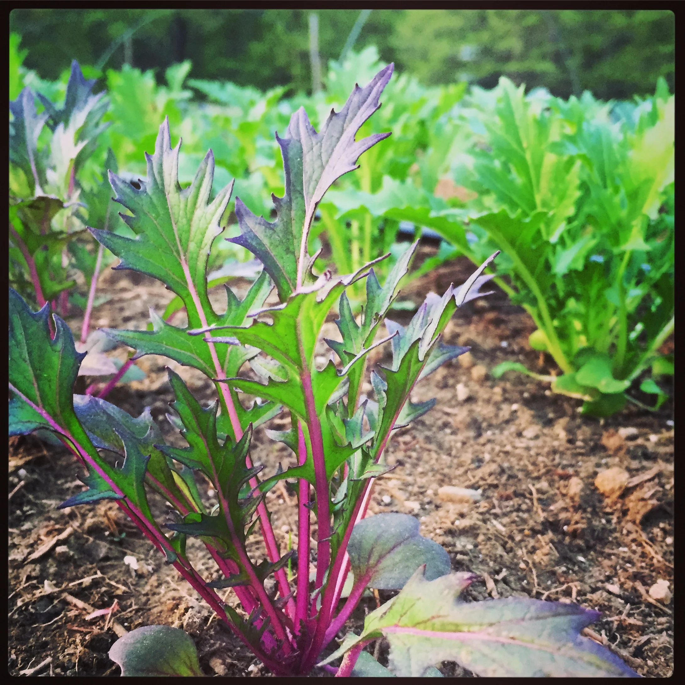 dark purple green mizuna